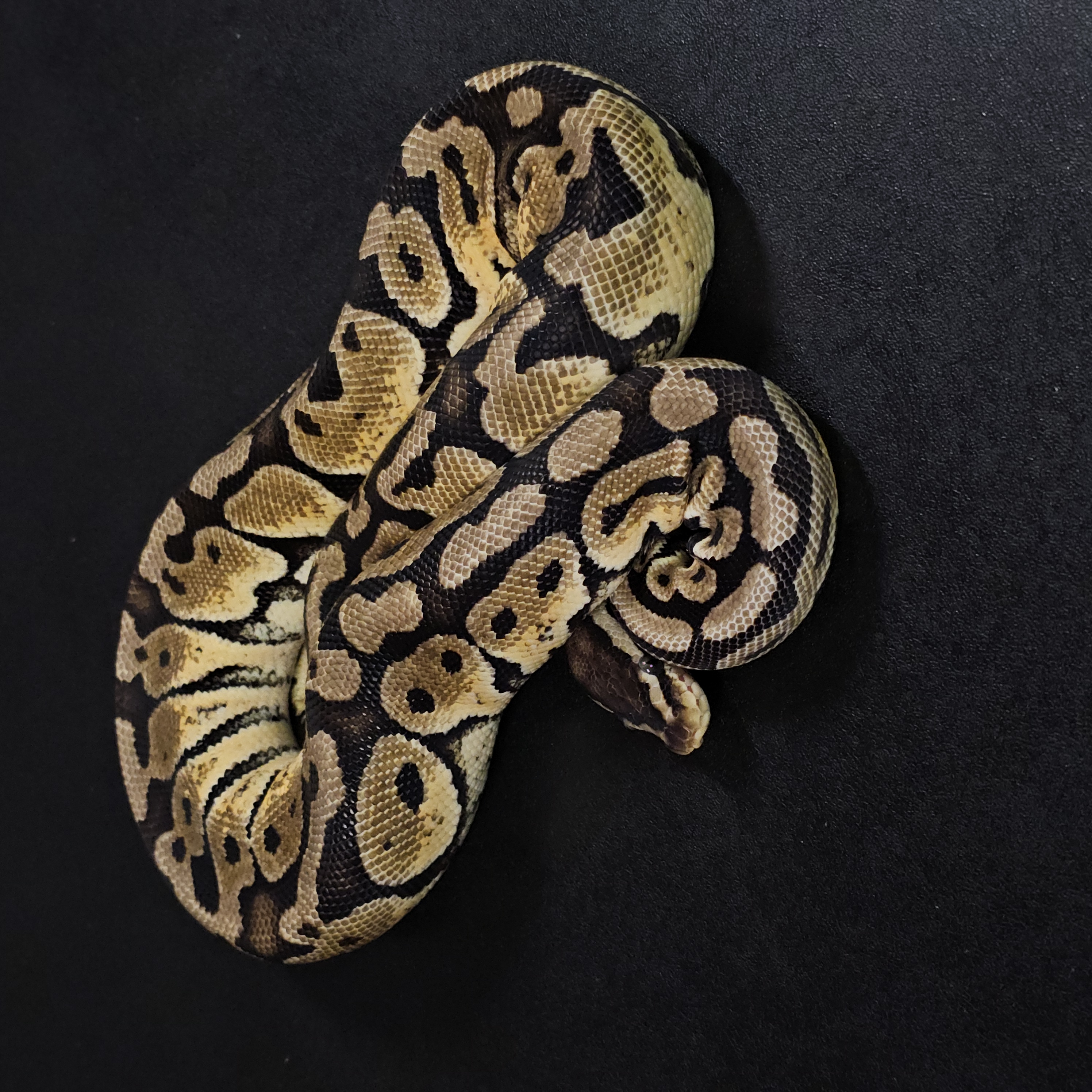 animal image