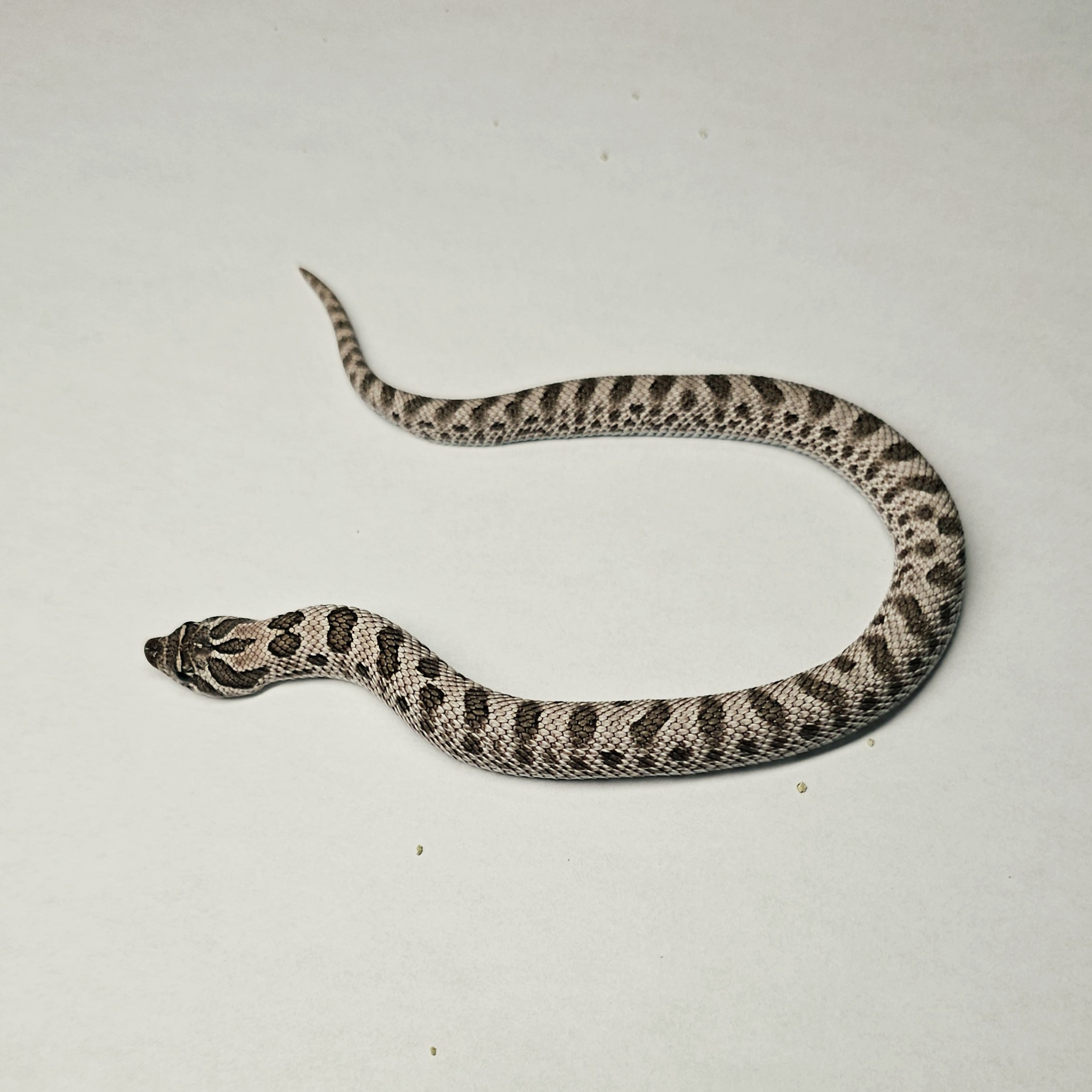 animal image