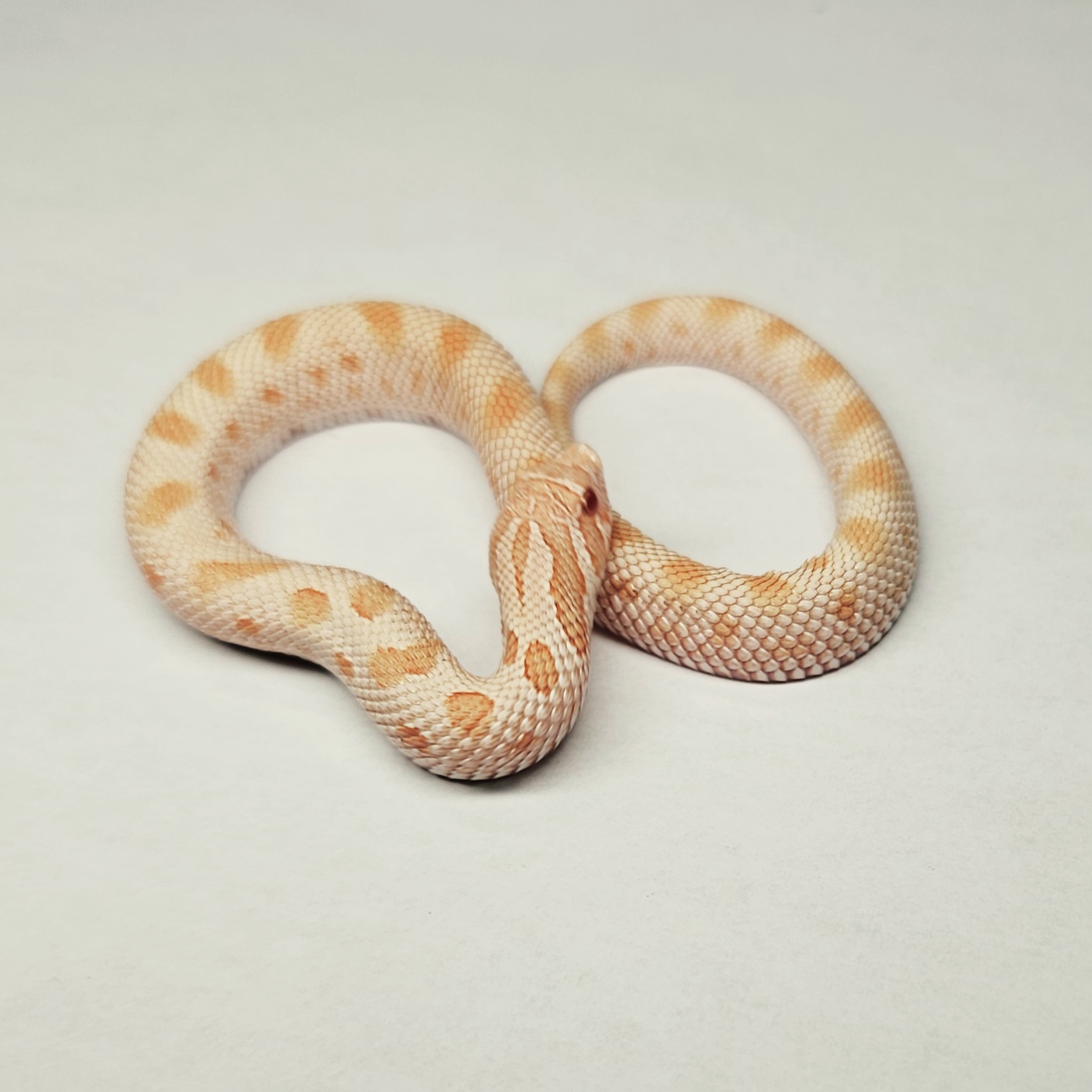 animal image