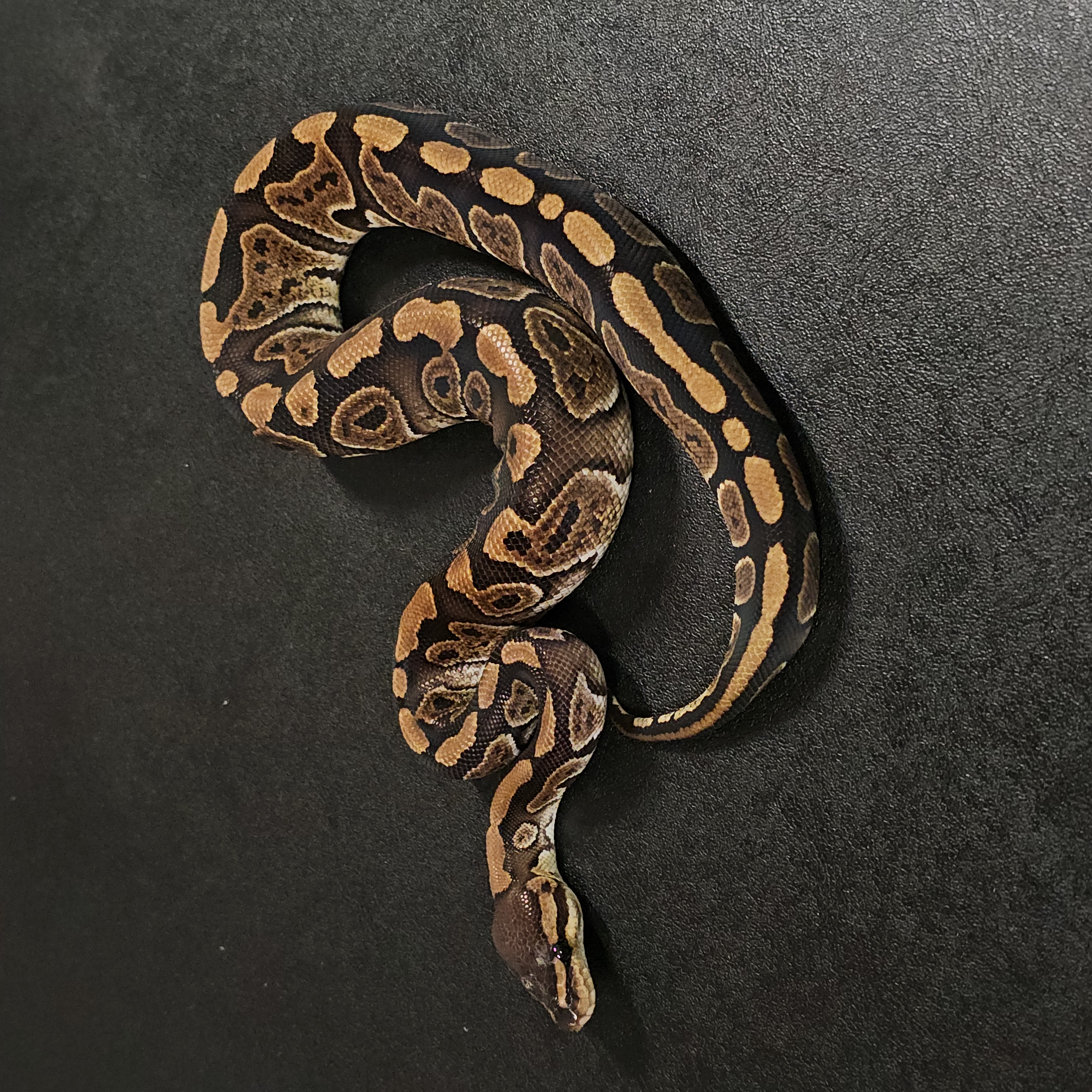 animal image