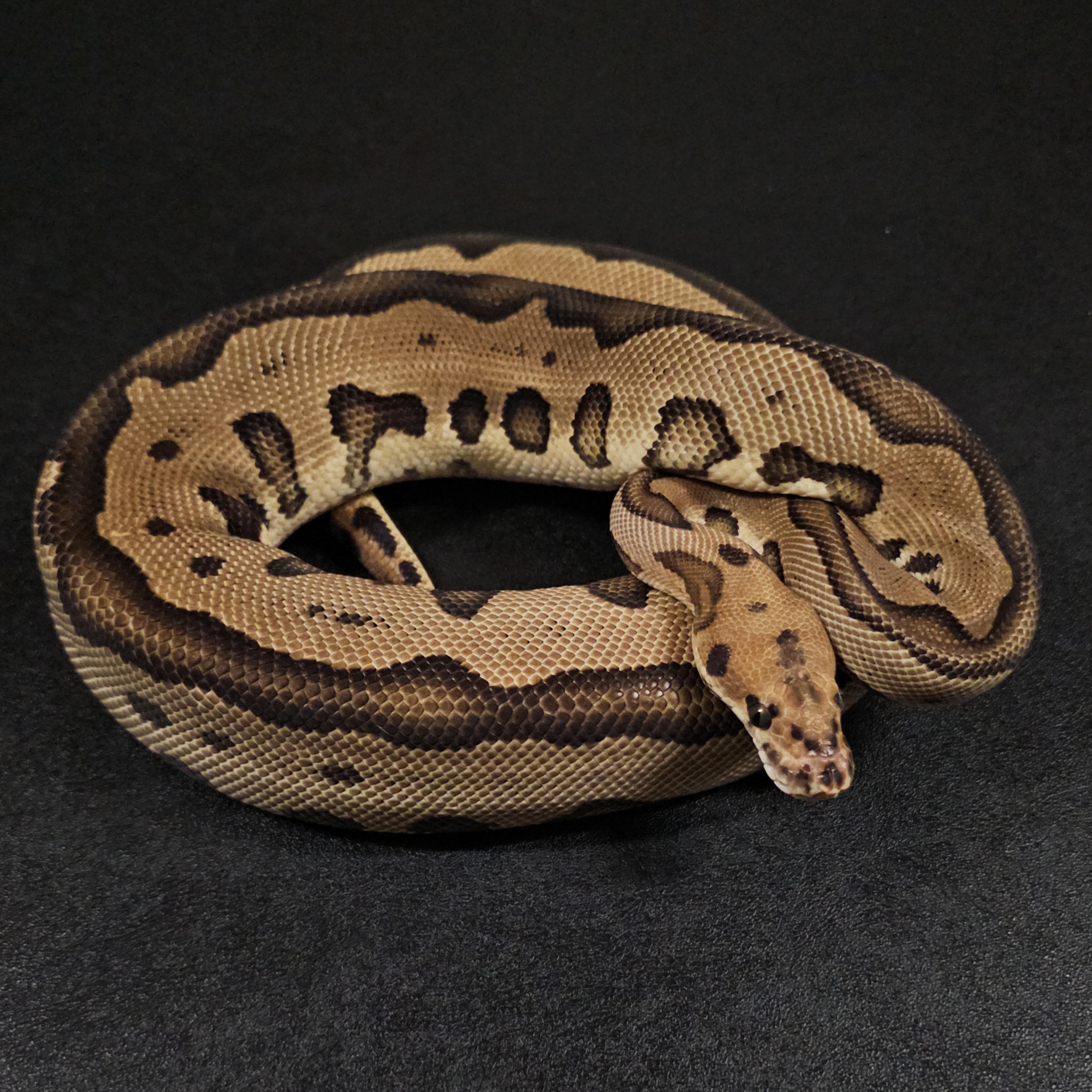 animal image