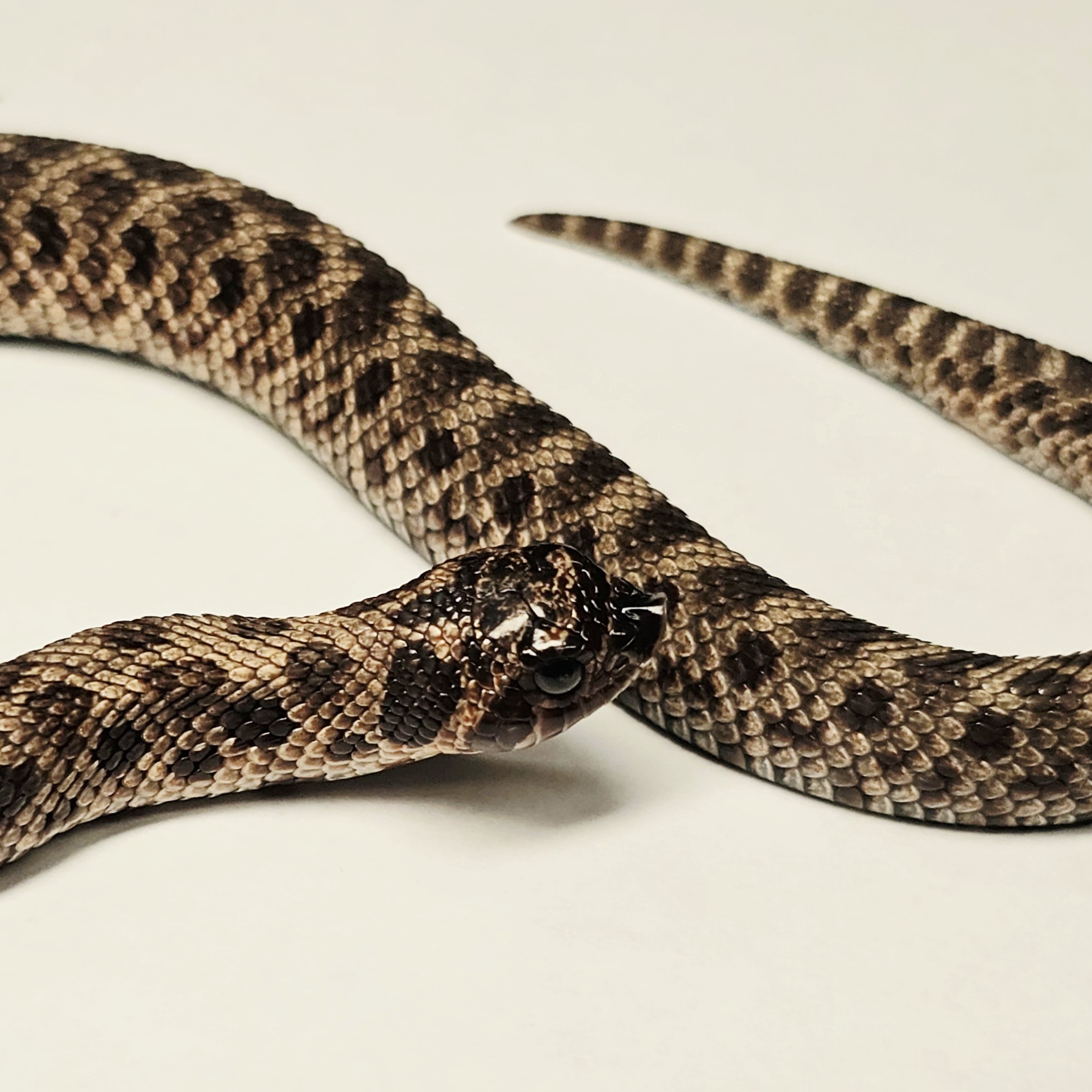 animal image