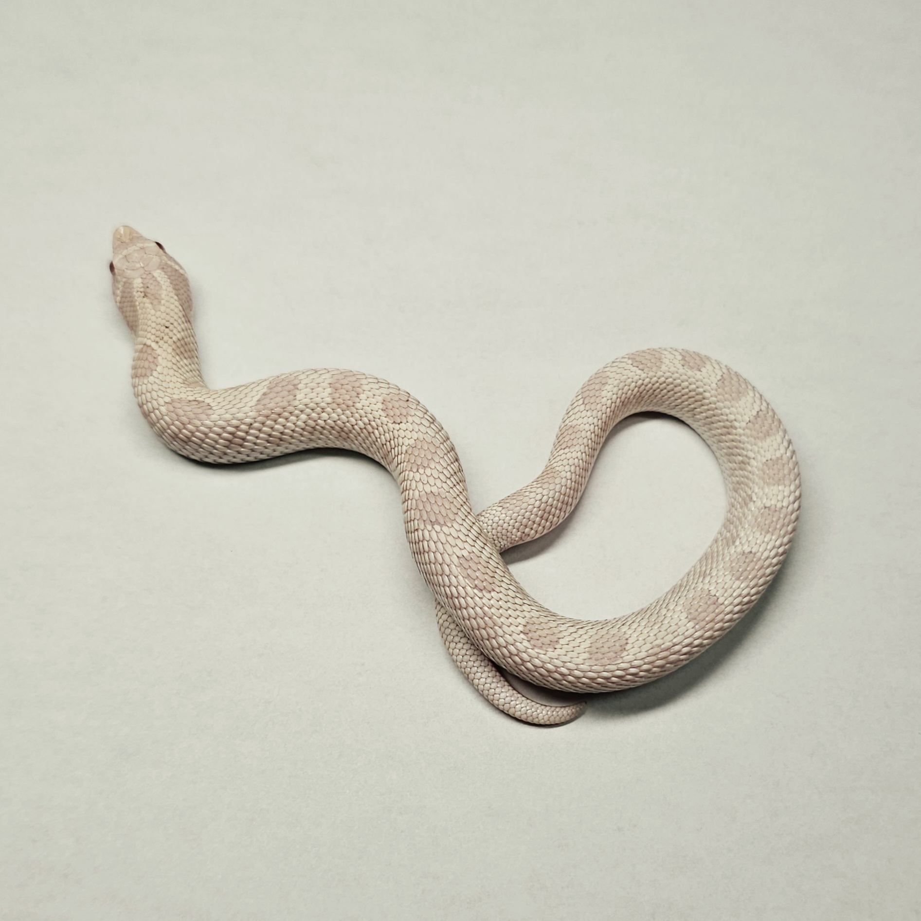 animal image