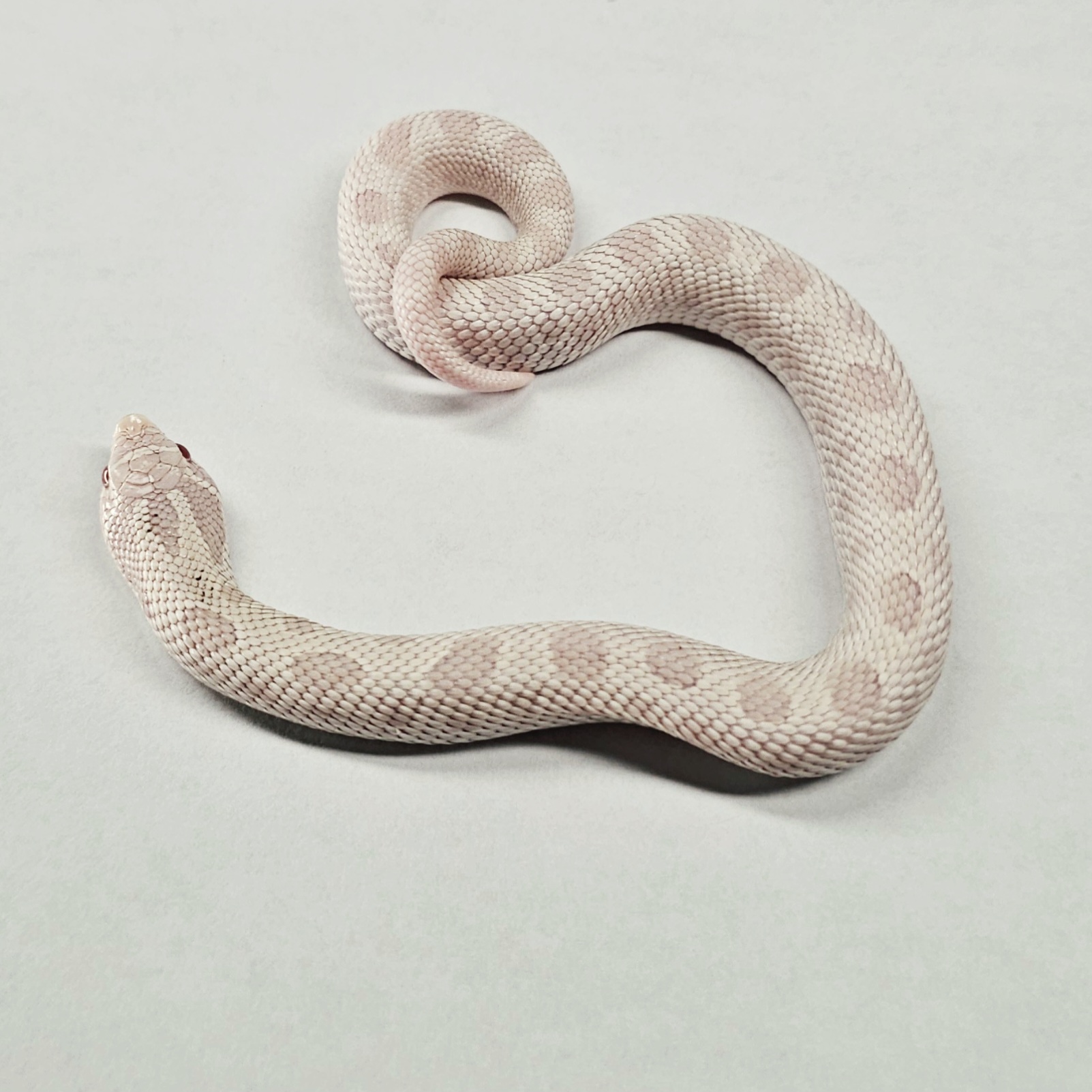 animal image