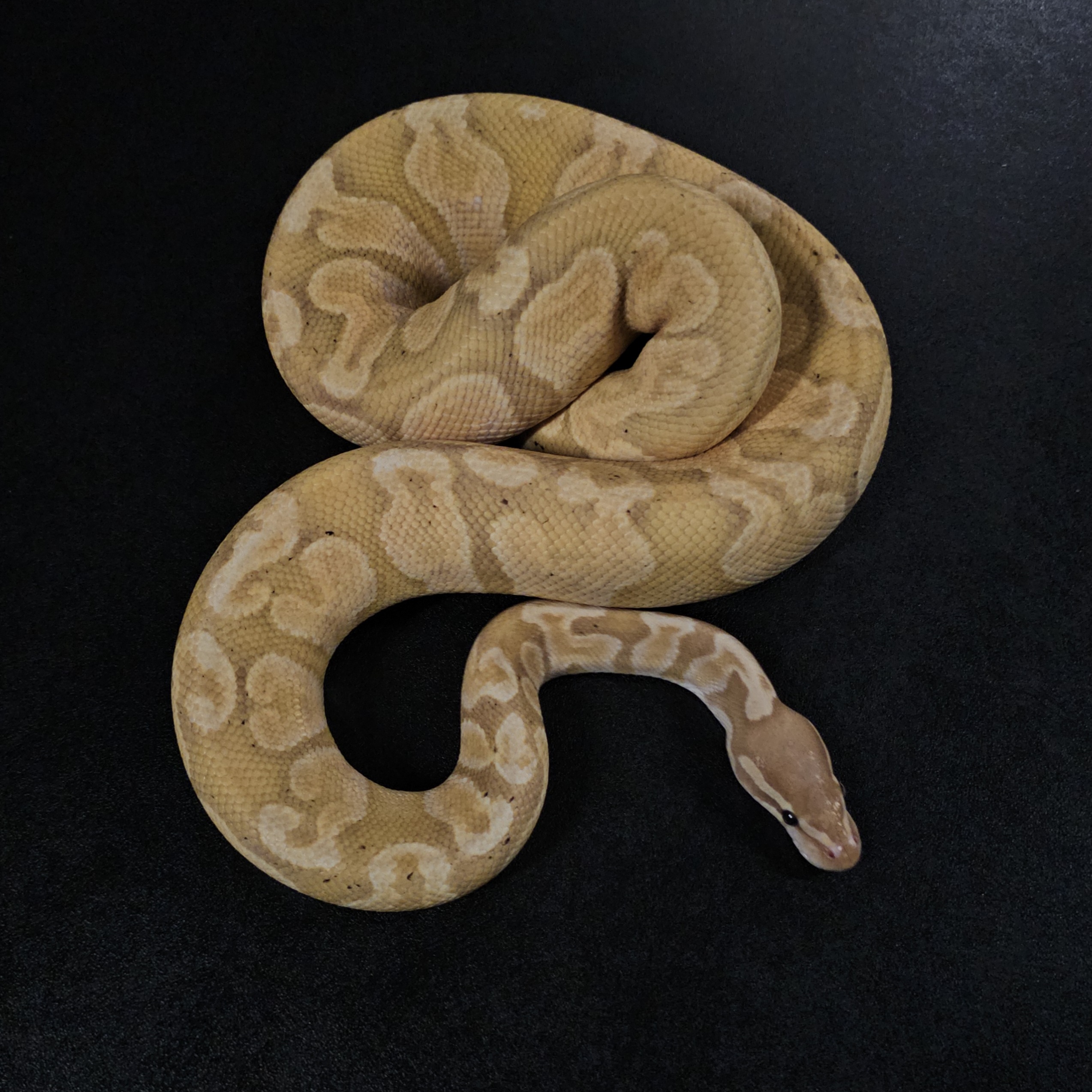 animal image