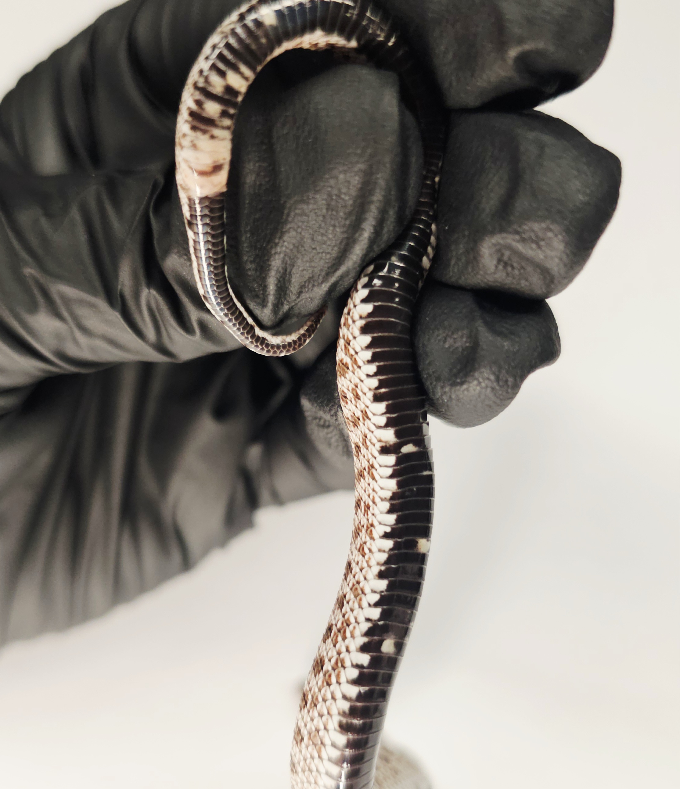 animal image