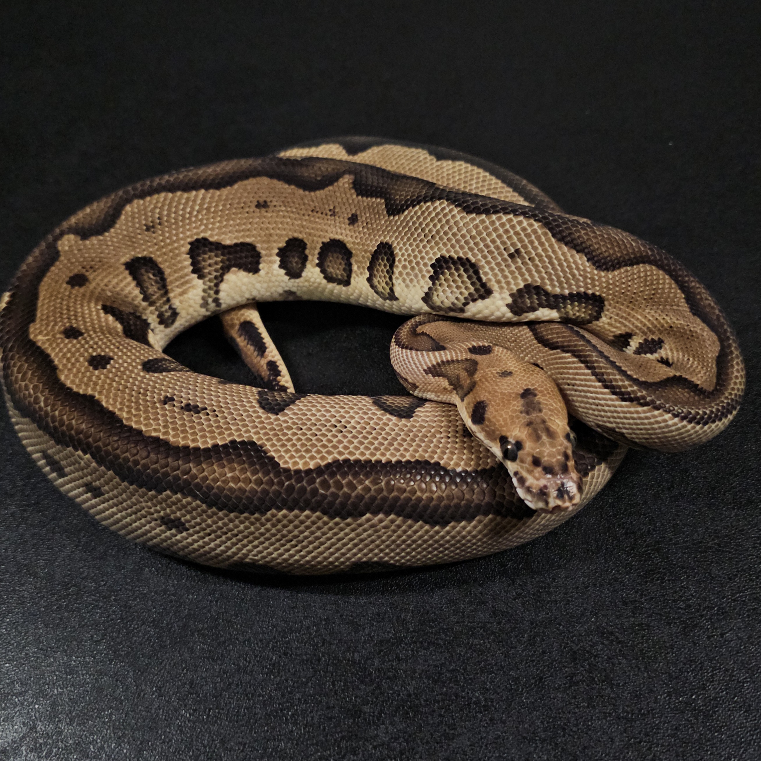 animal image