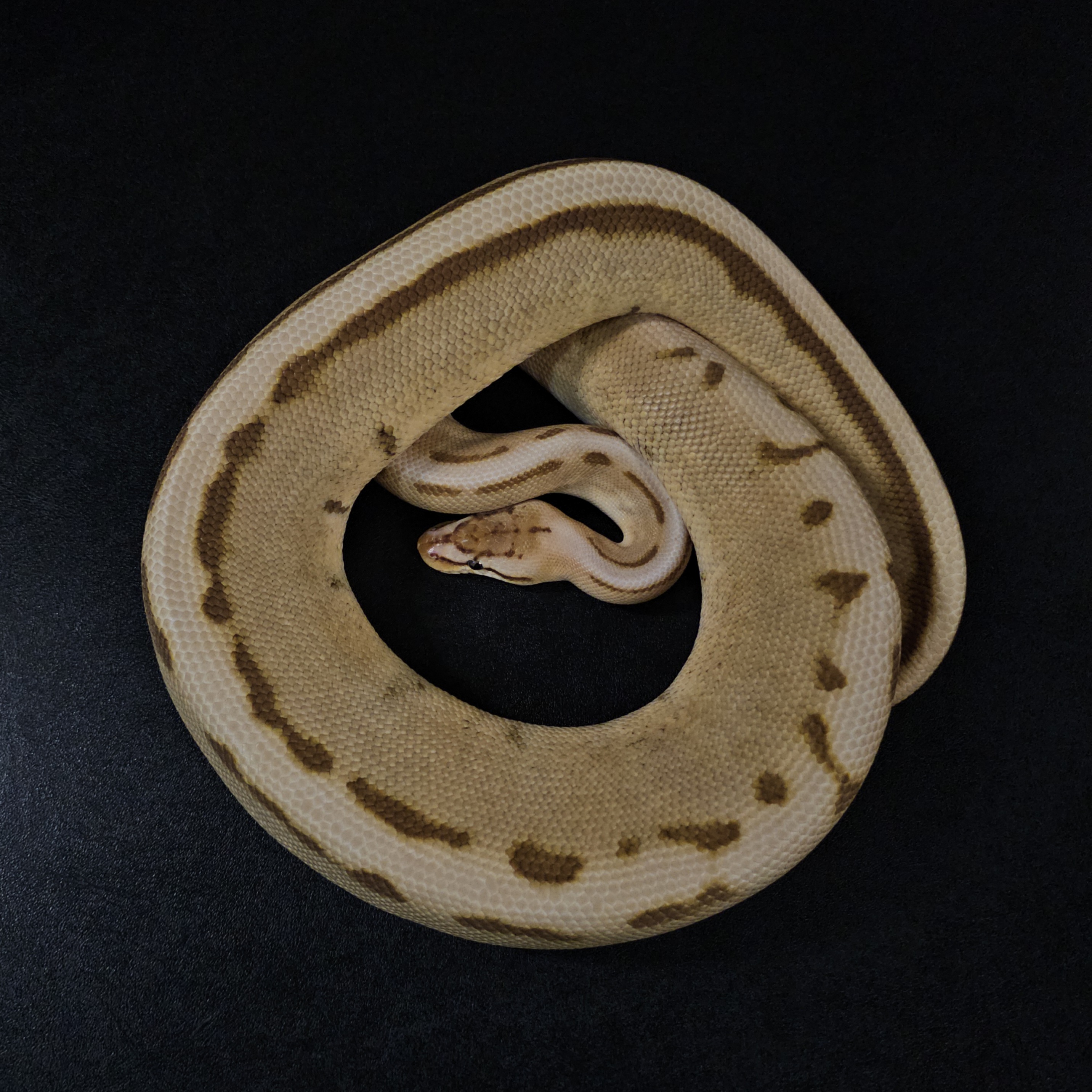 animal image