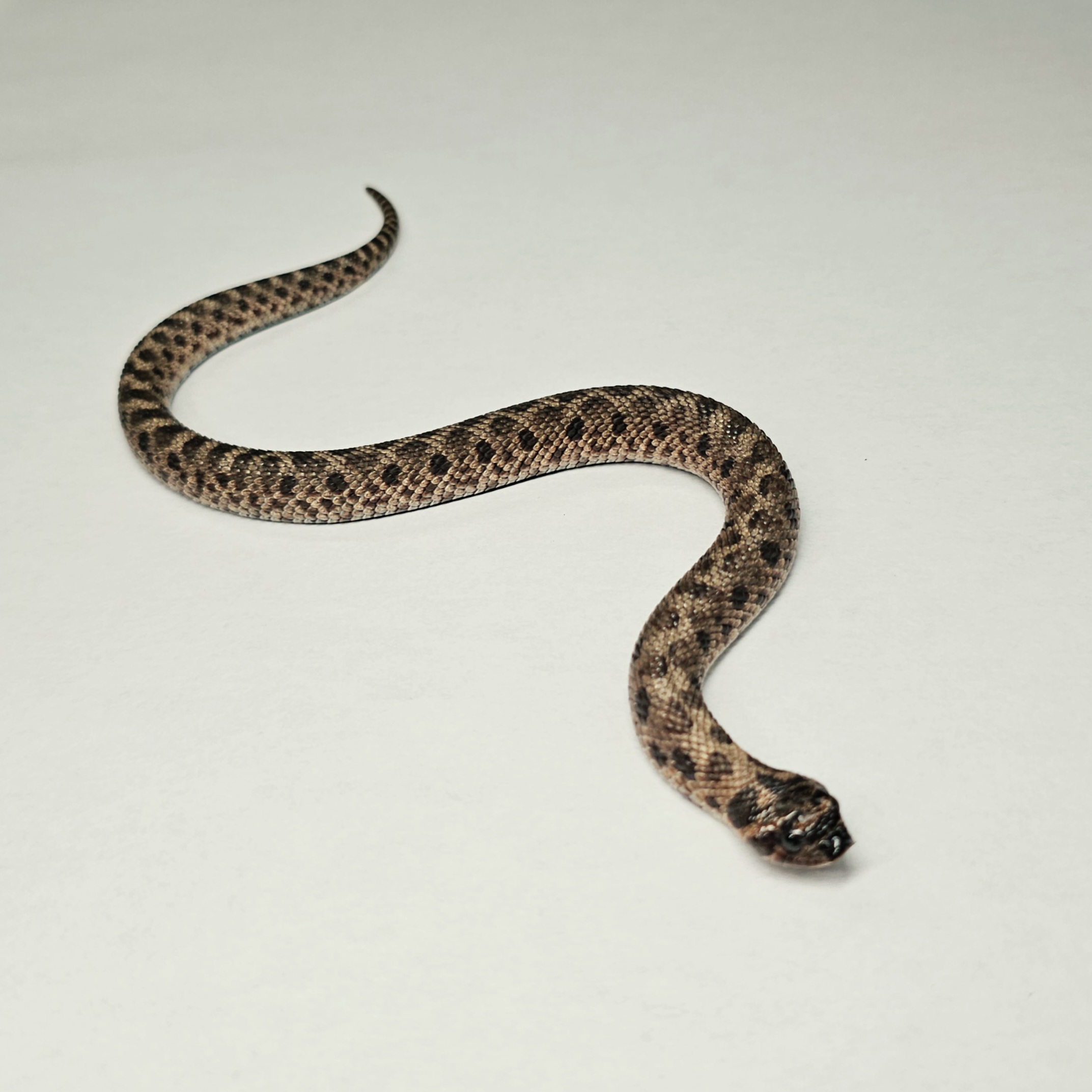 animal image