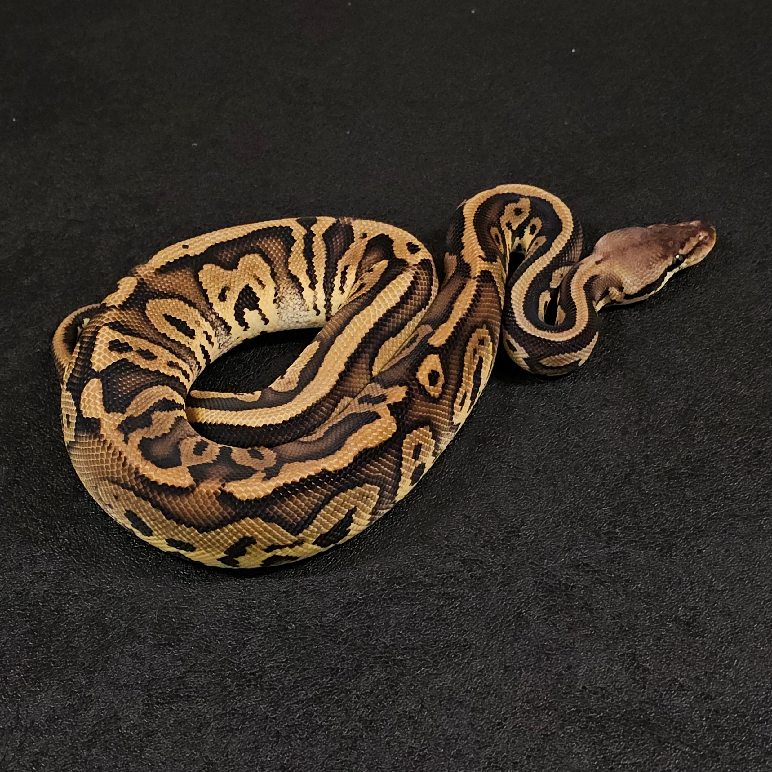 animal image