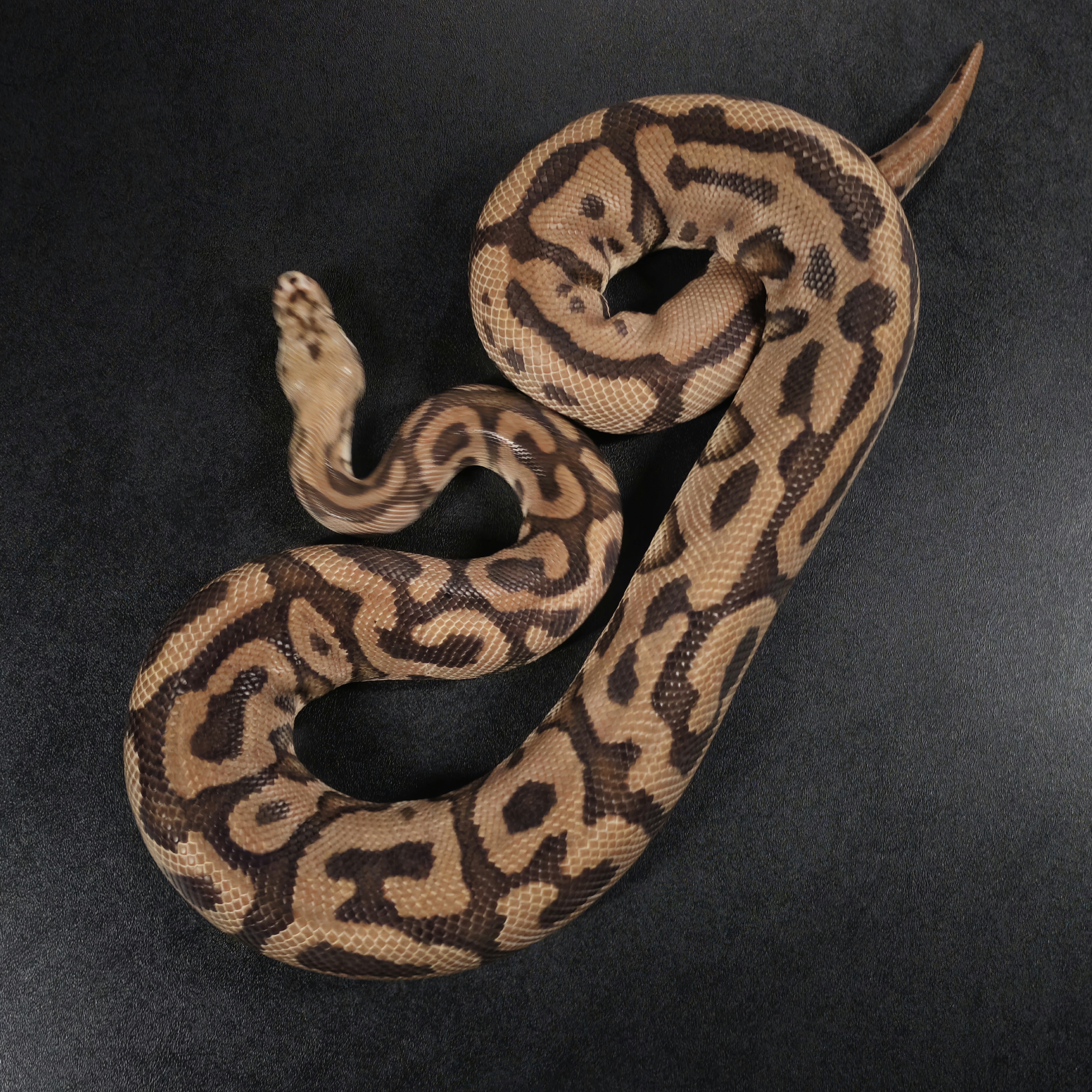 animal image
