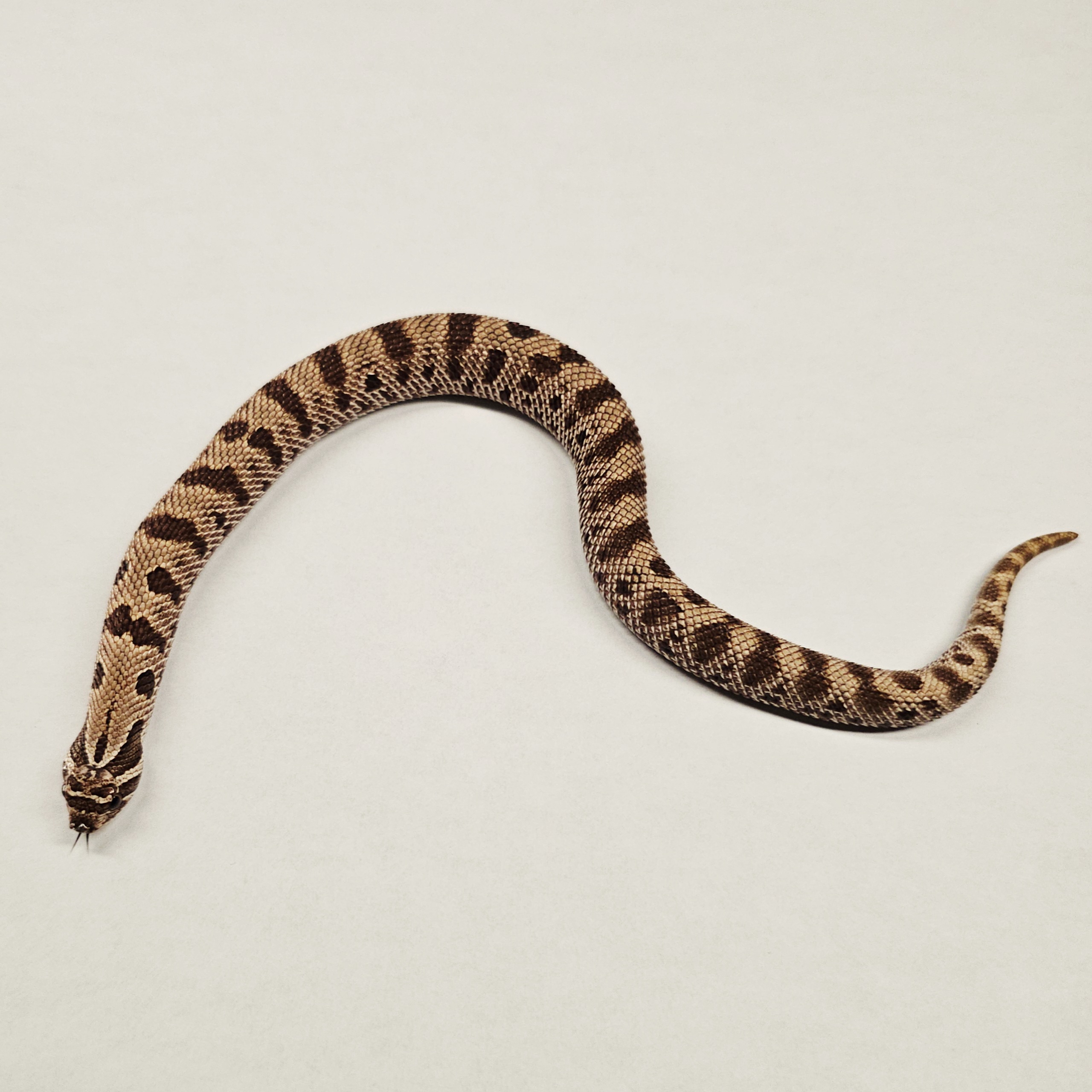 animal image