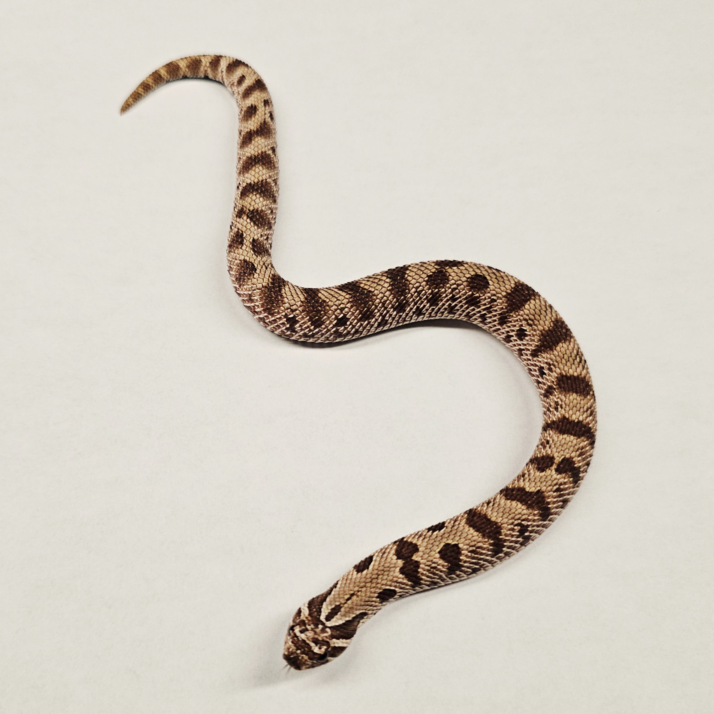 animal image