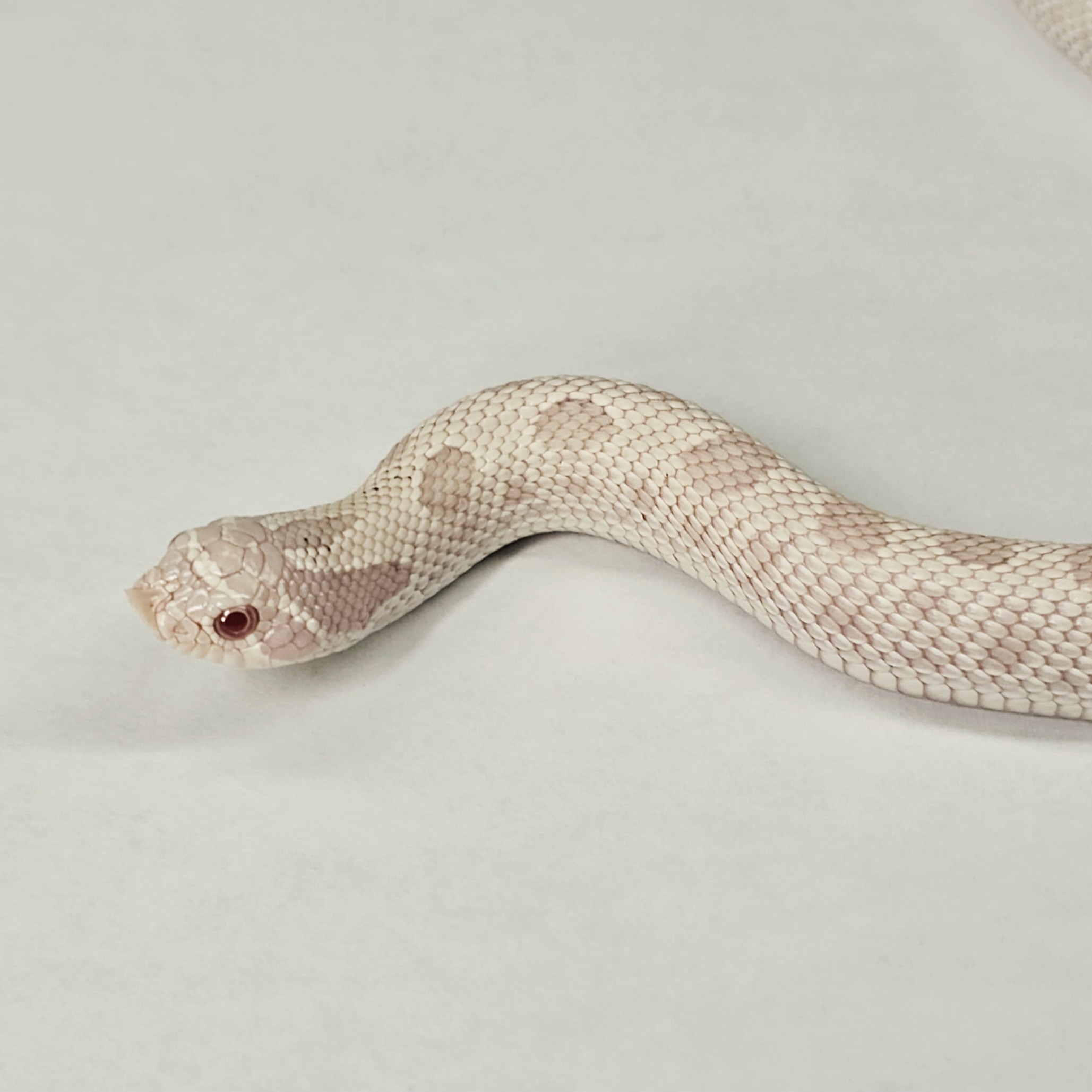 animal image