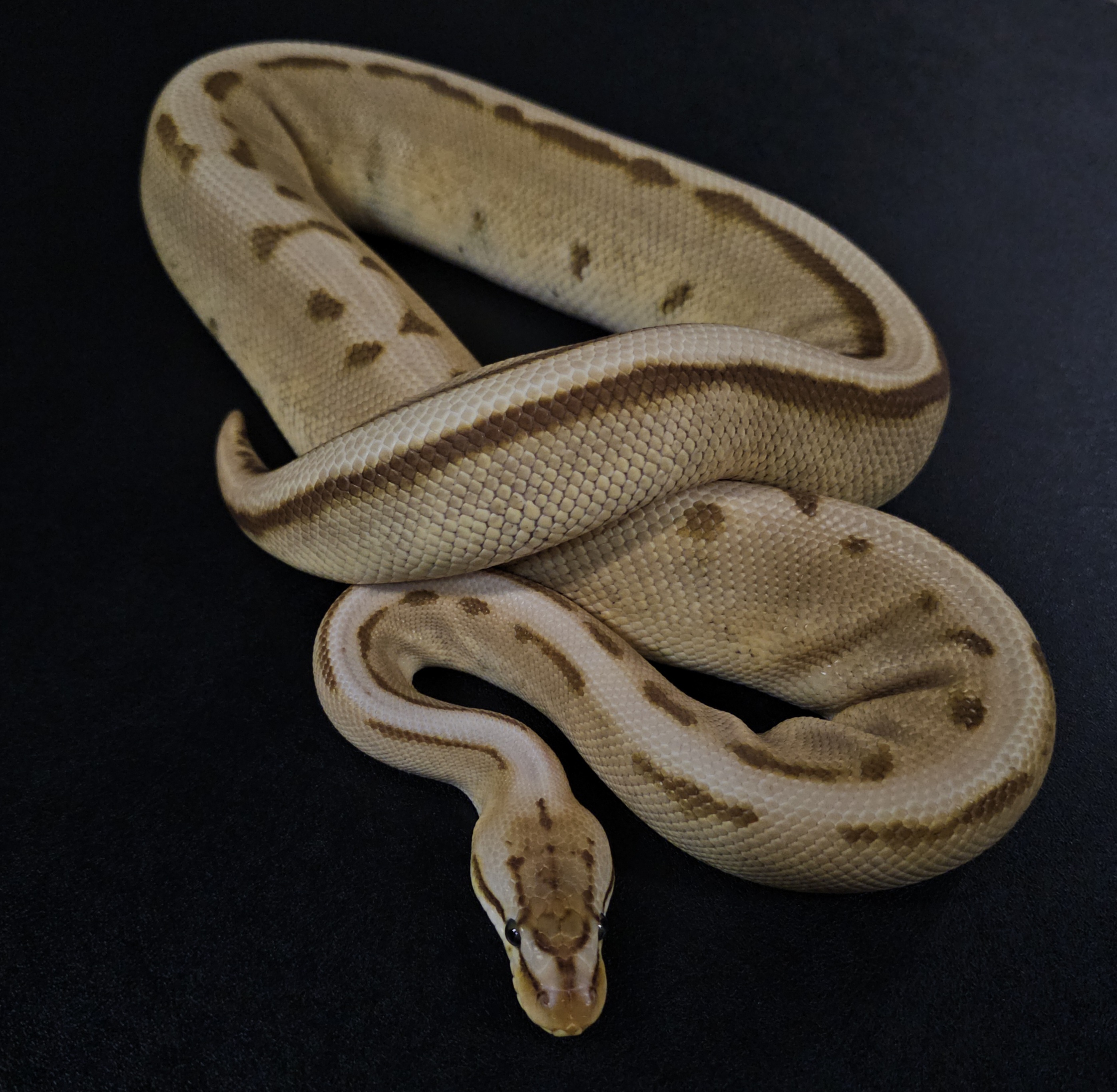 animal image