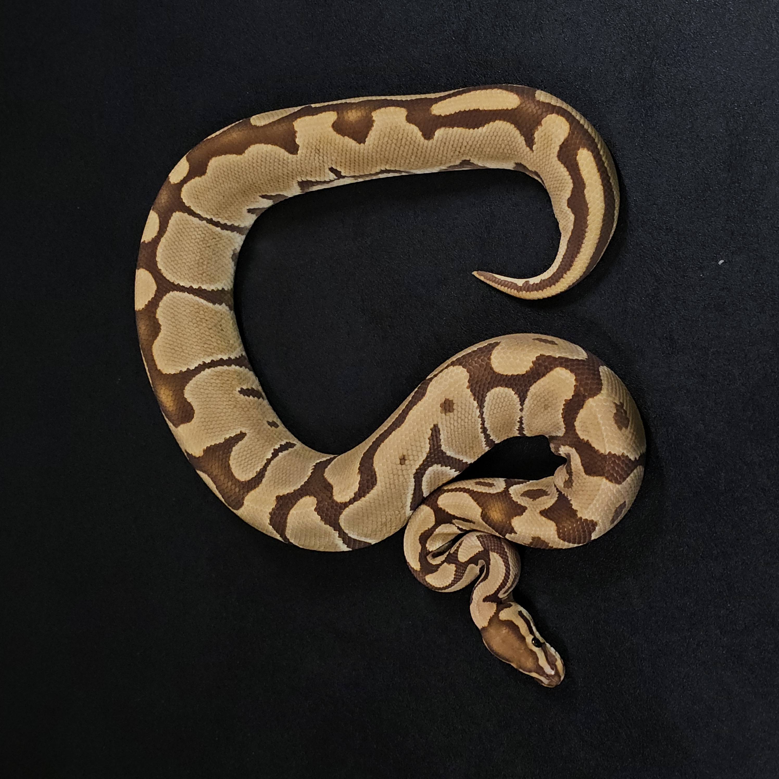animal image