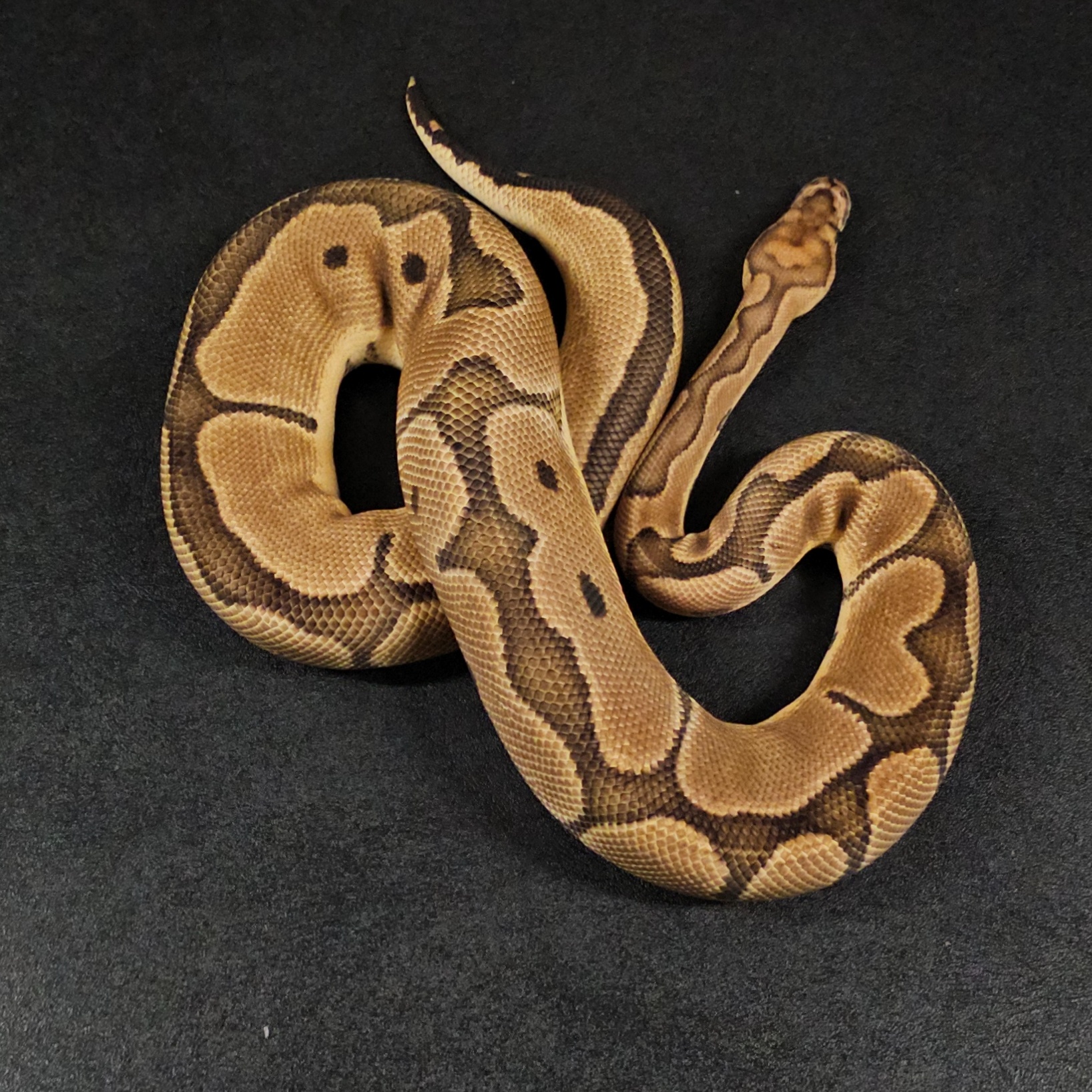 animal image