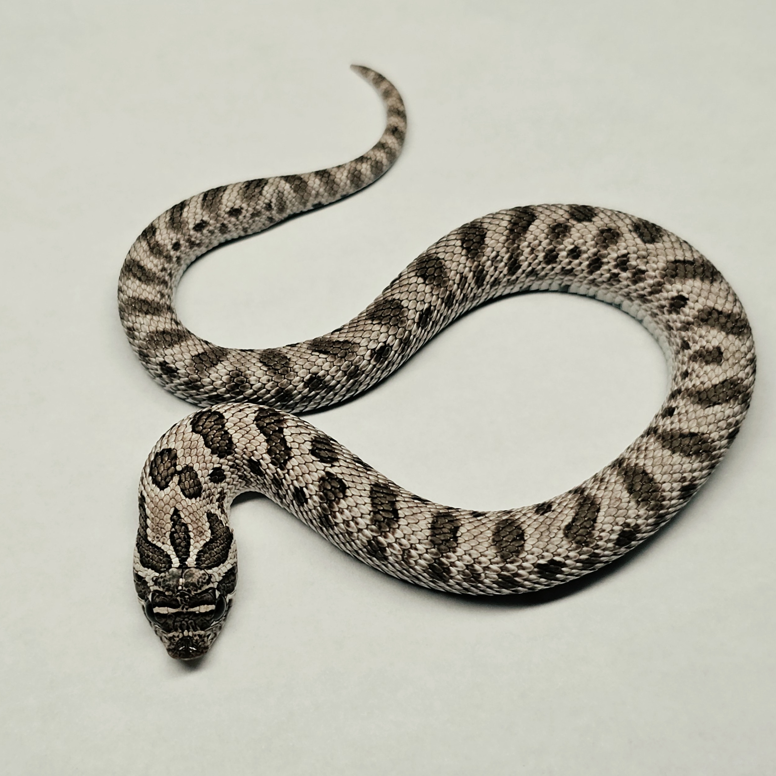 animal image