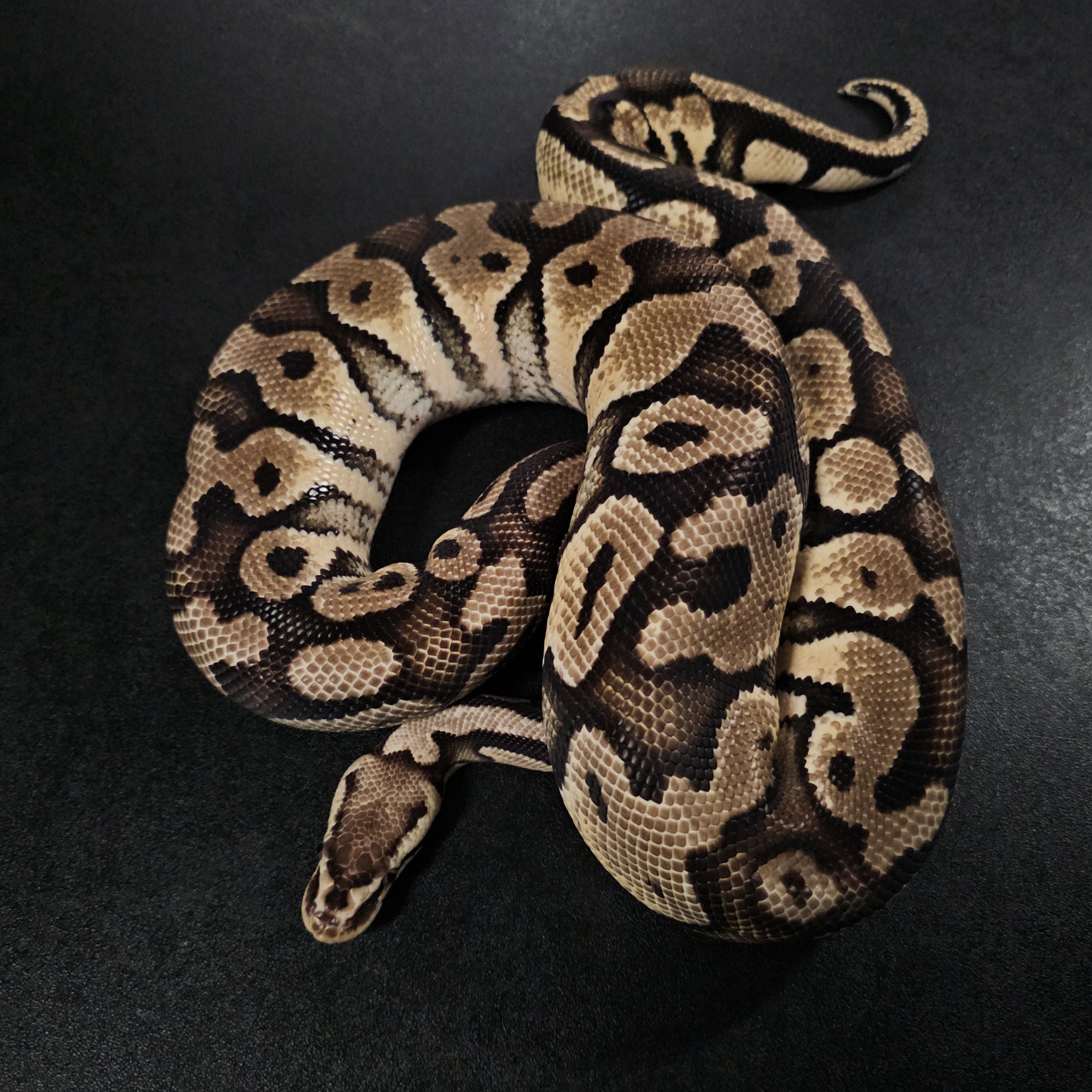animal image