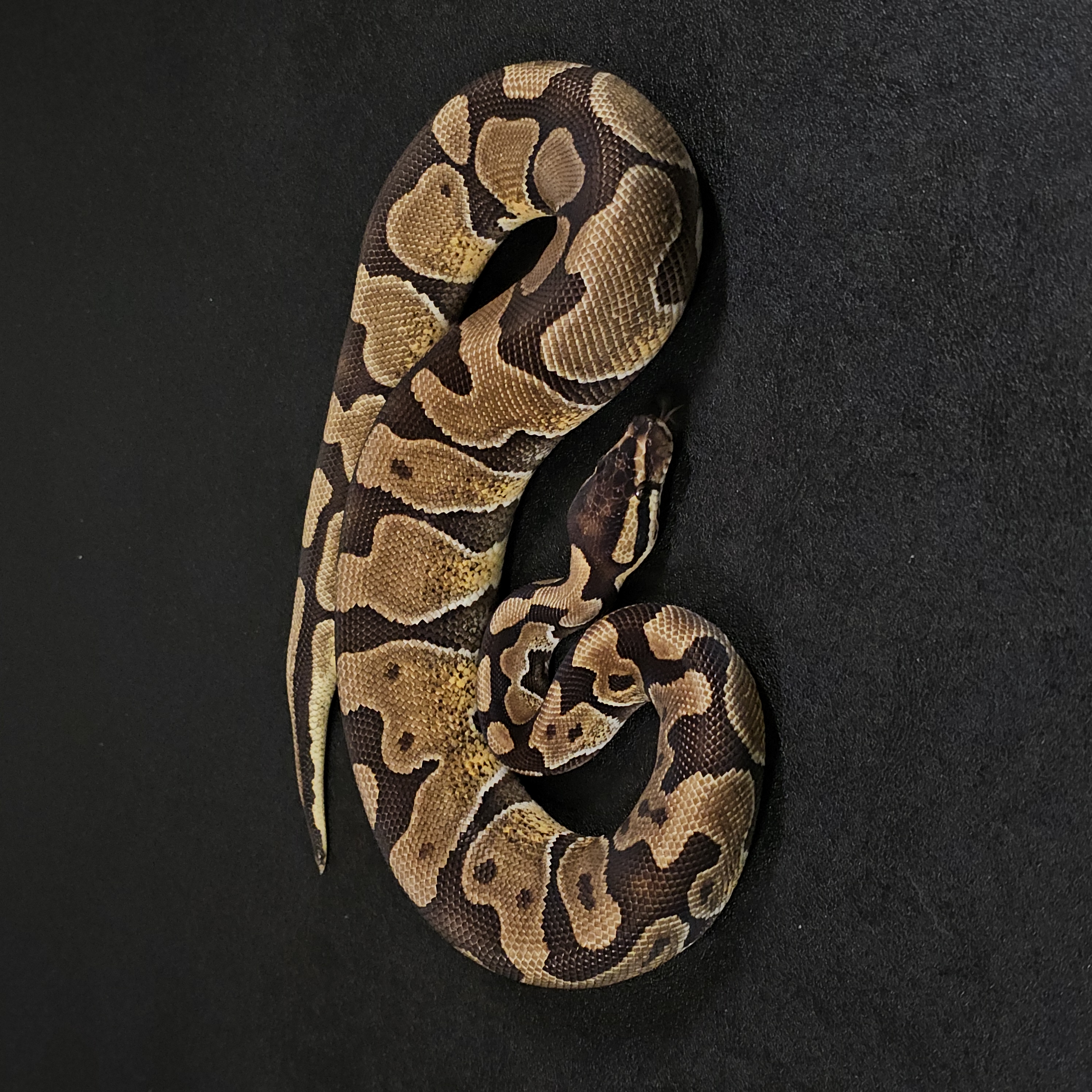 animal image