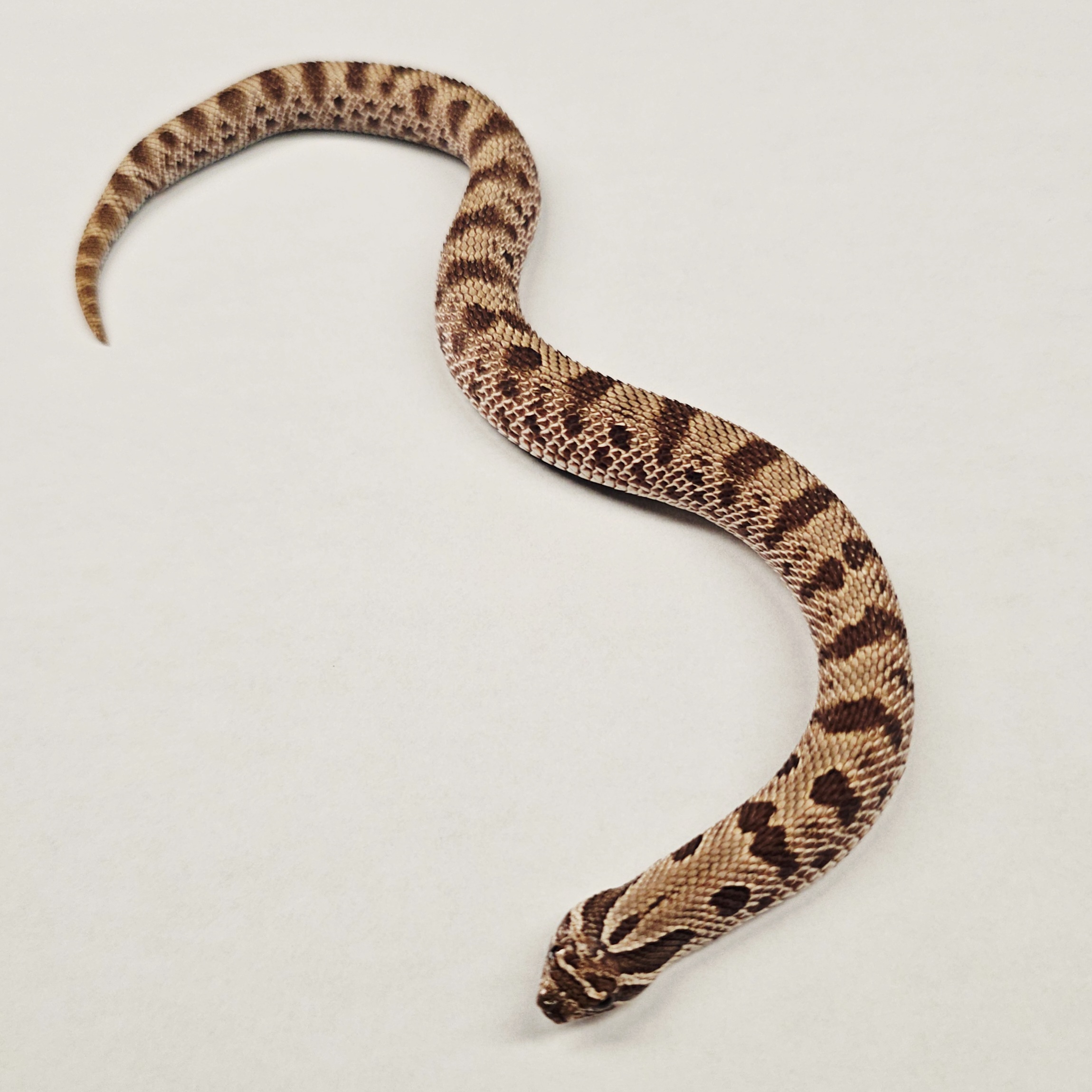 animal image