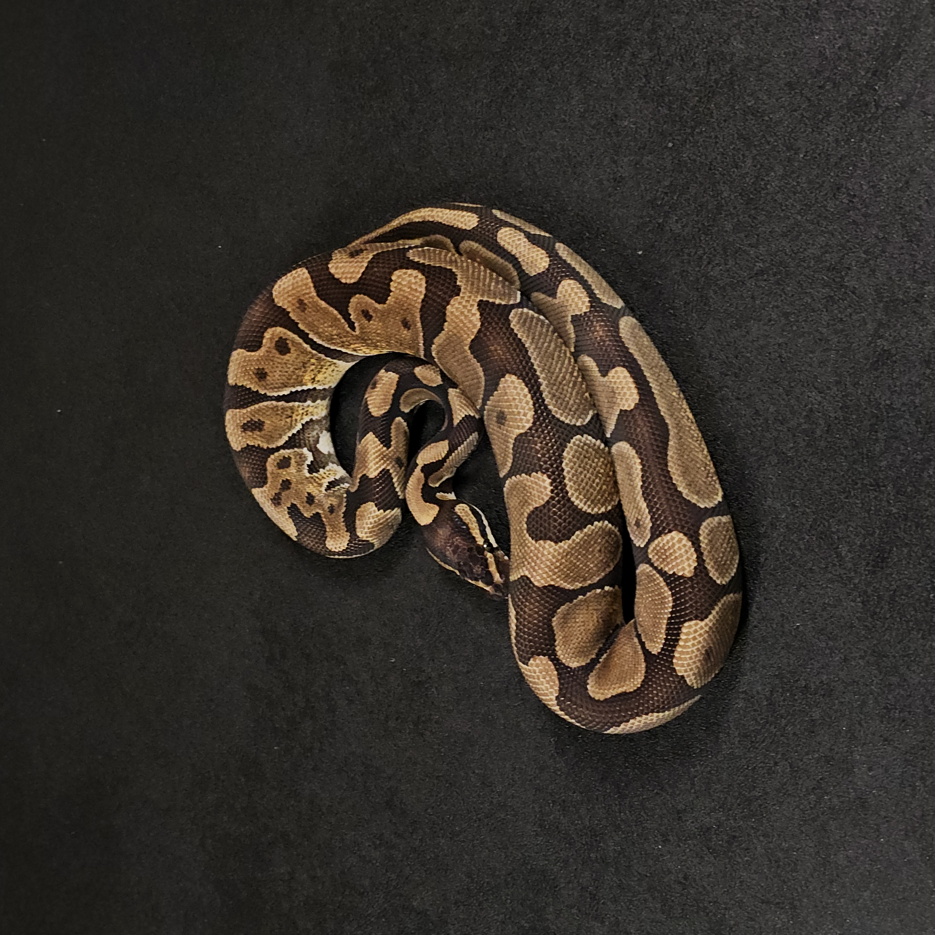 animal image