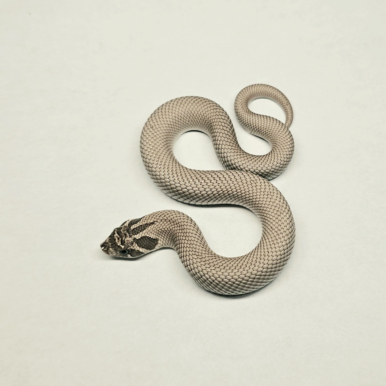 animal image
