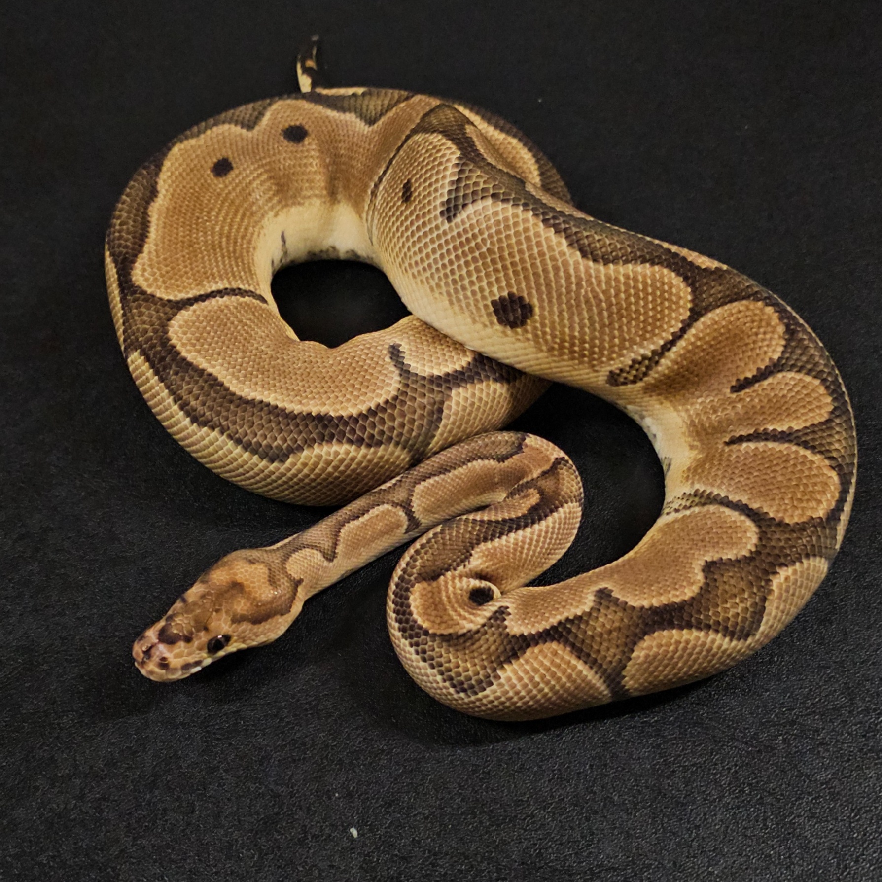 animal image