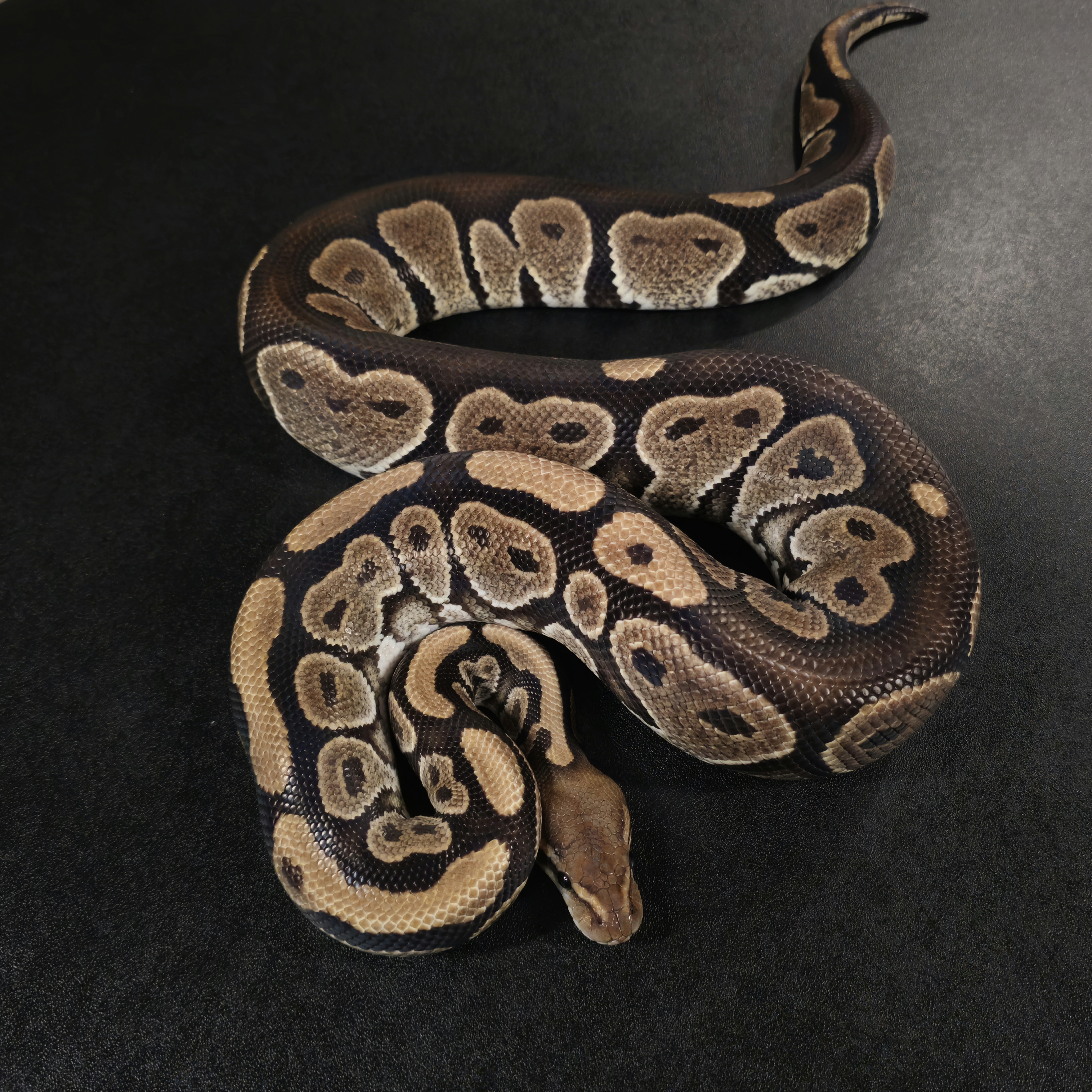animal image