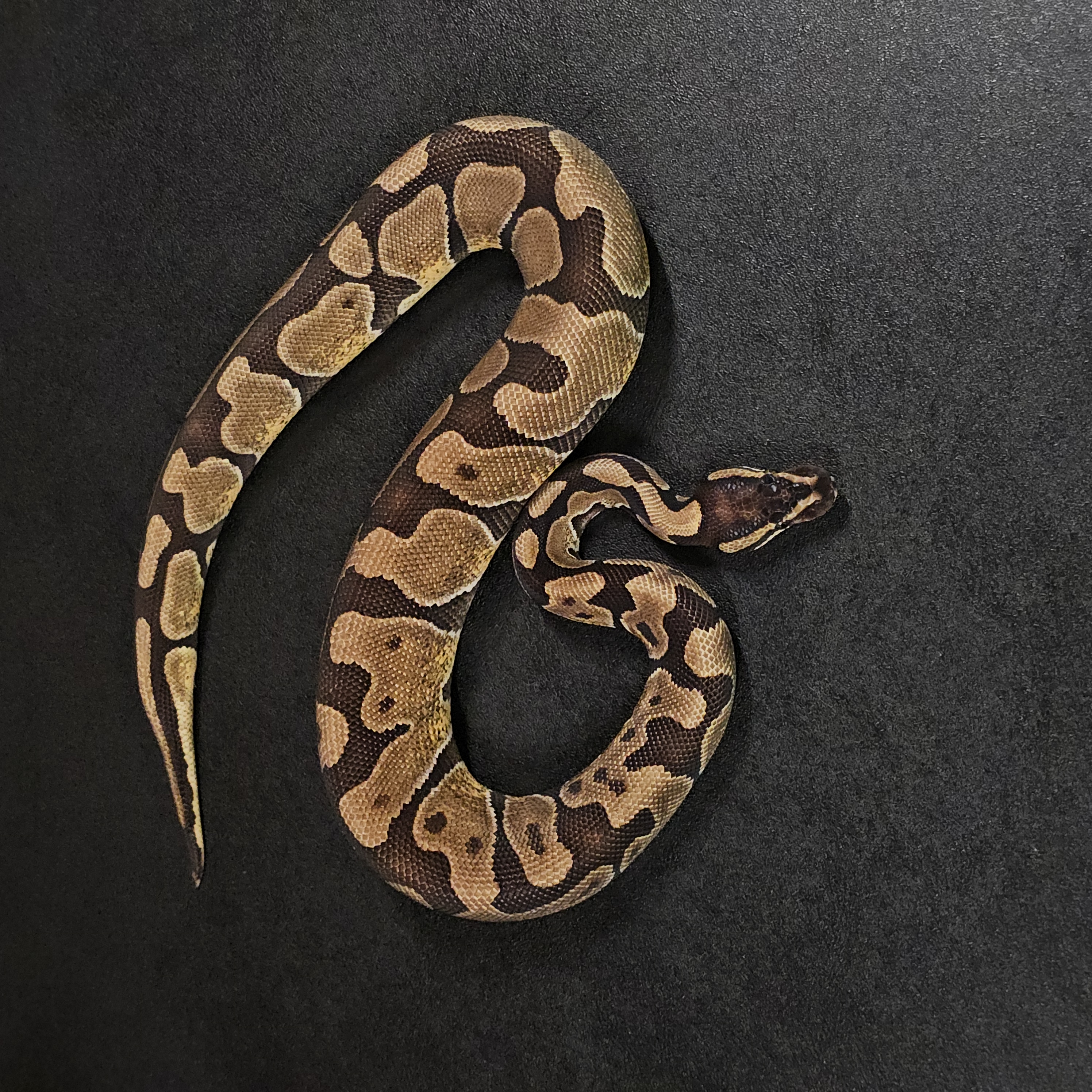 animal image