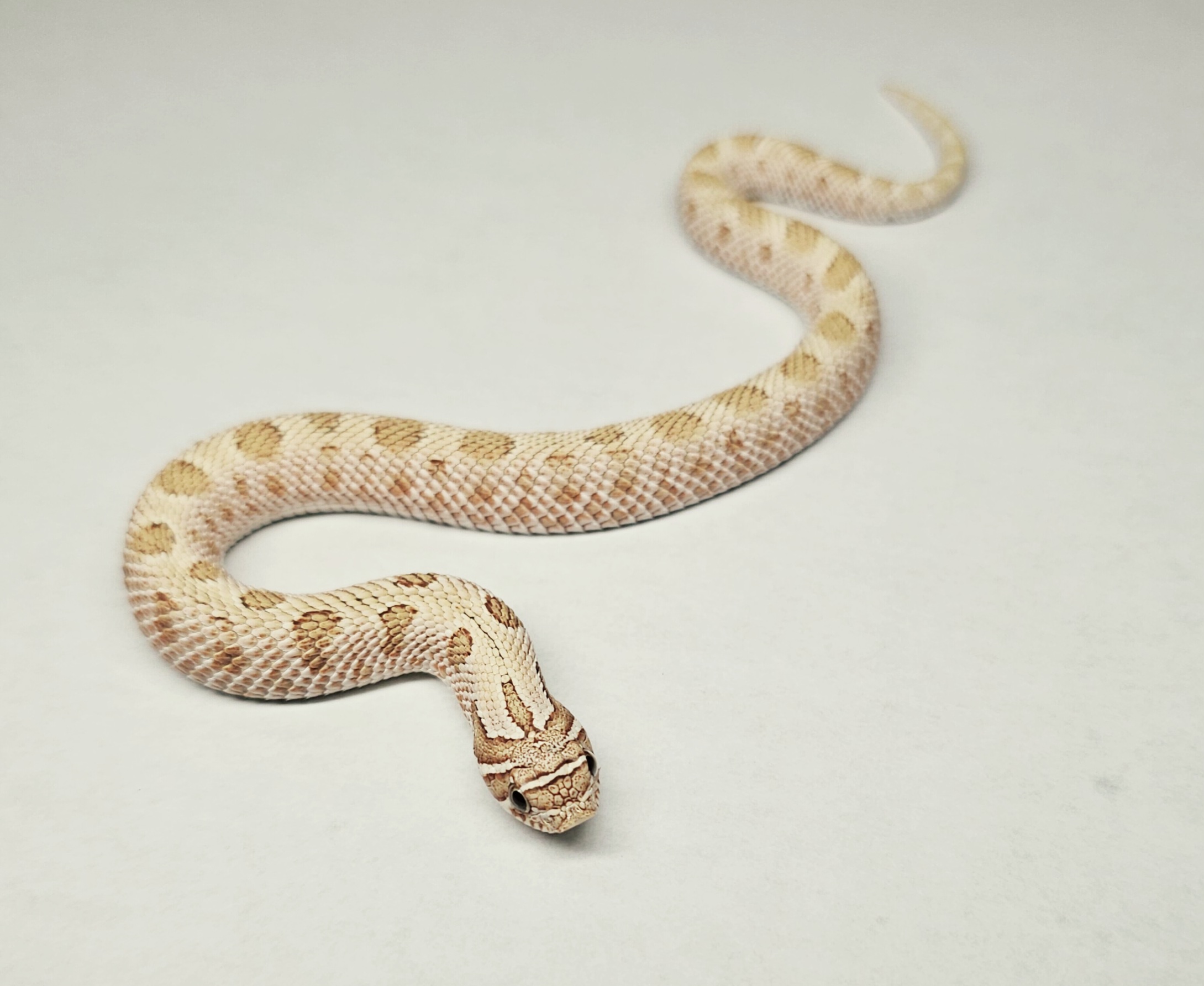animal image