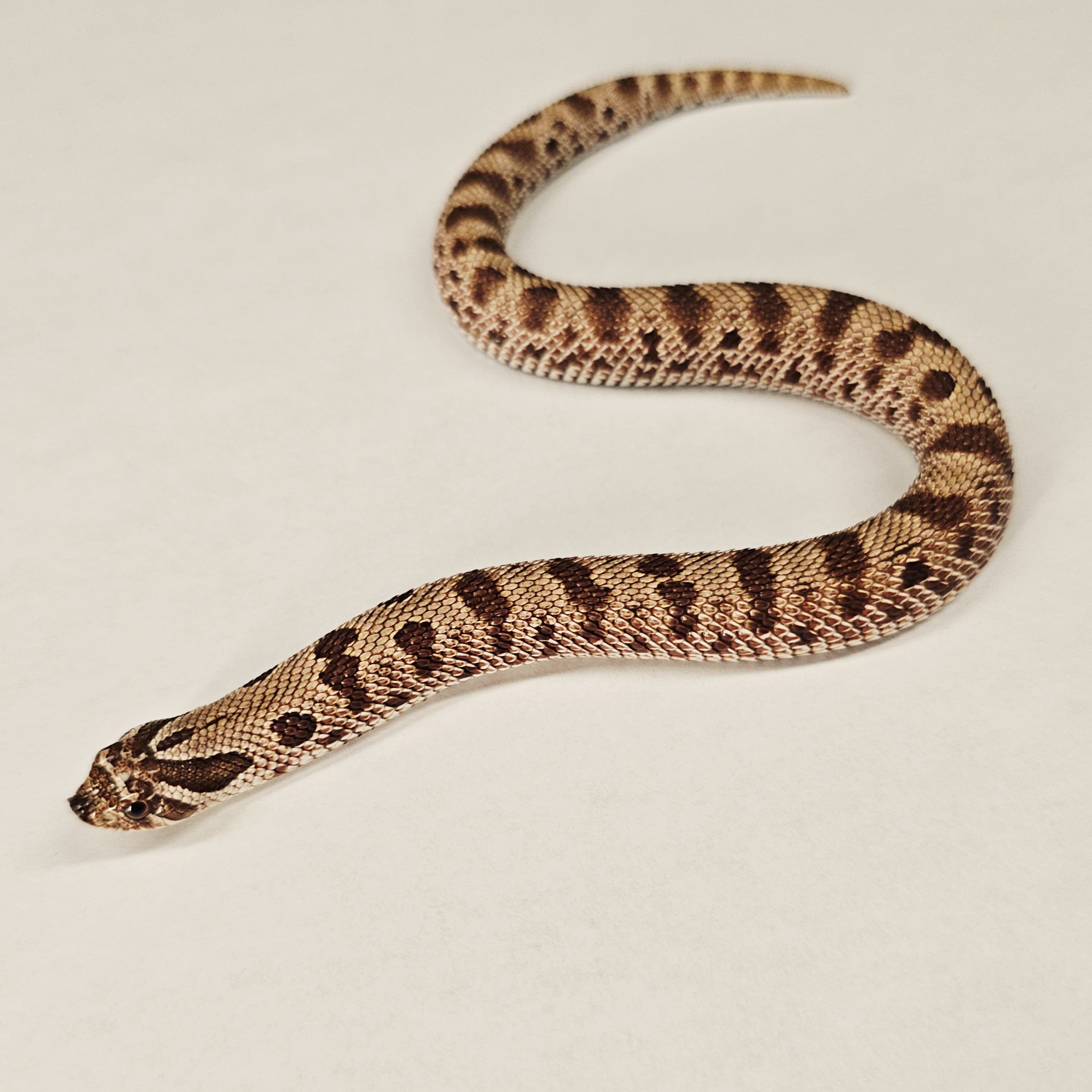 animal image
