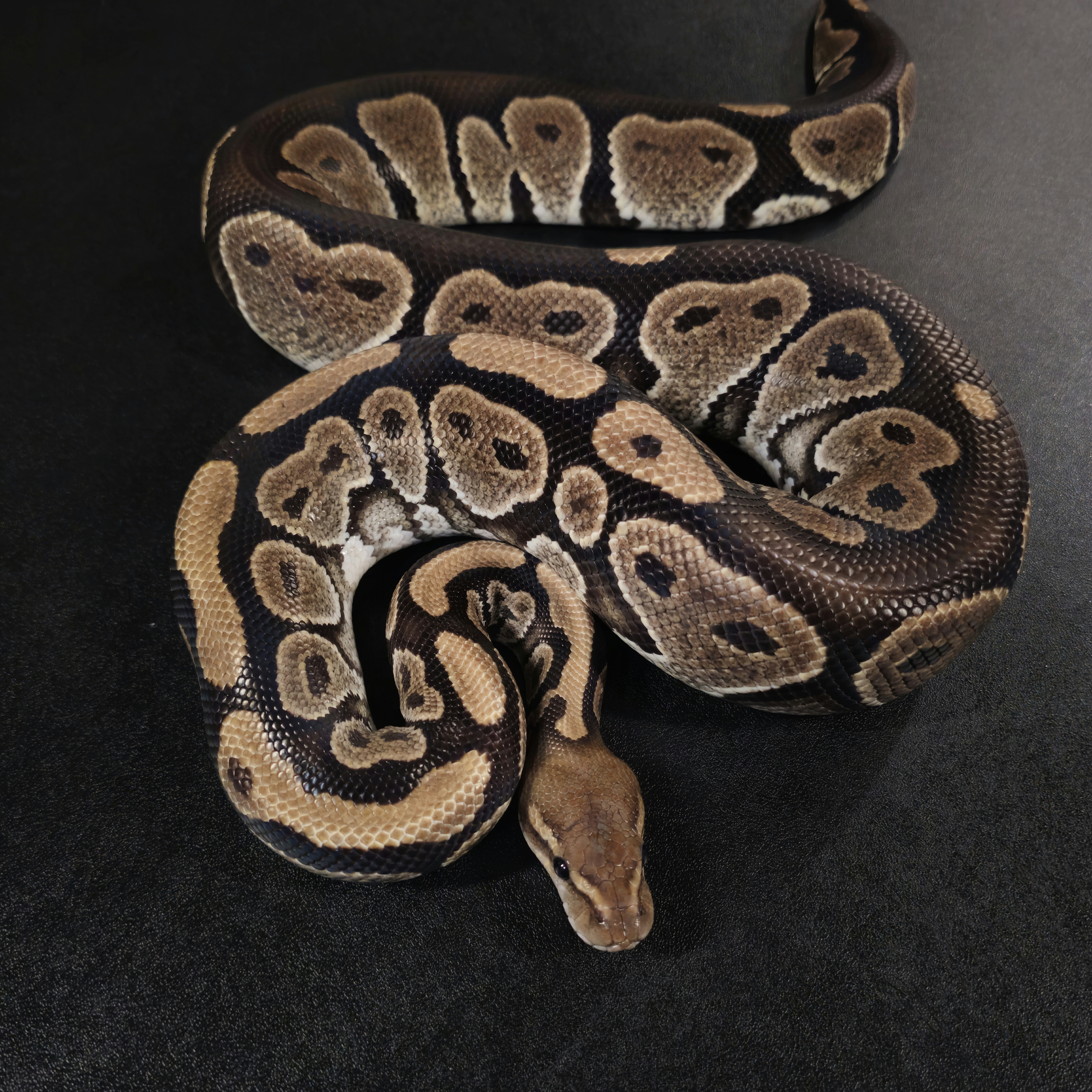 animal image