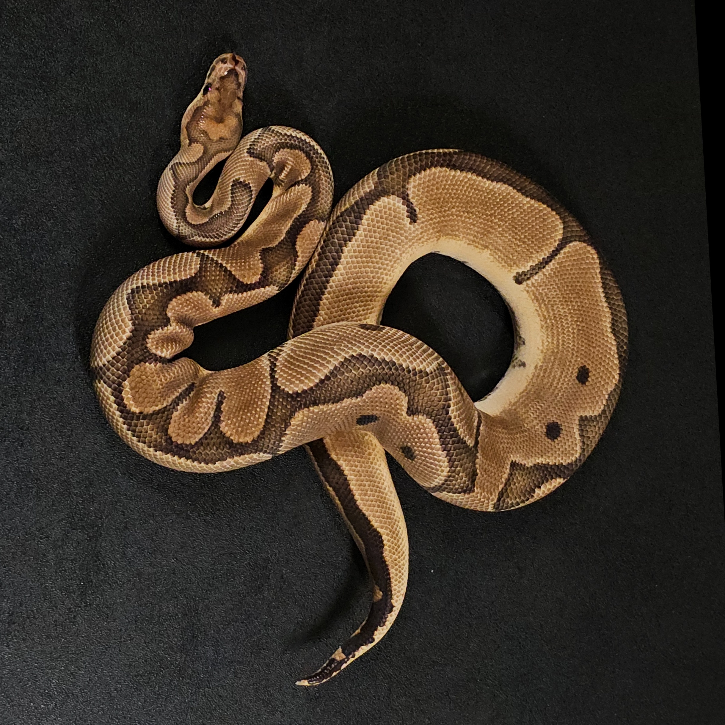 animal image