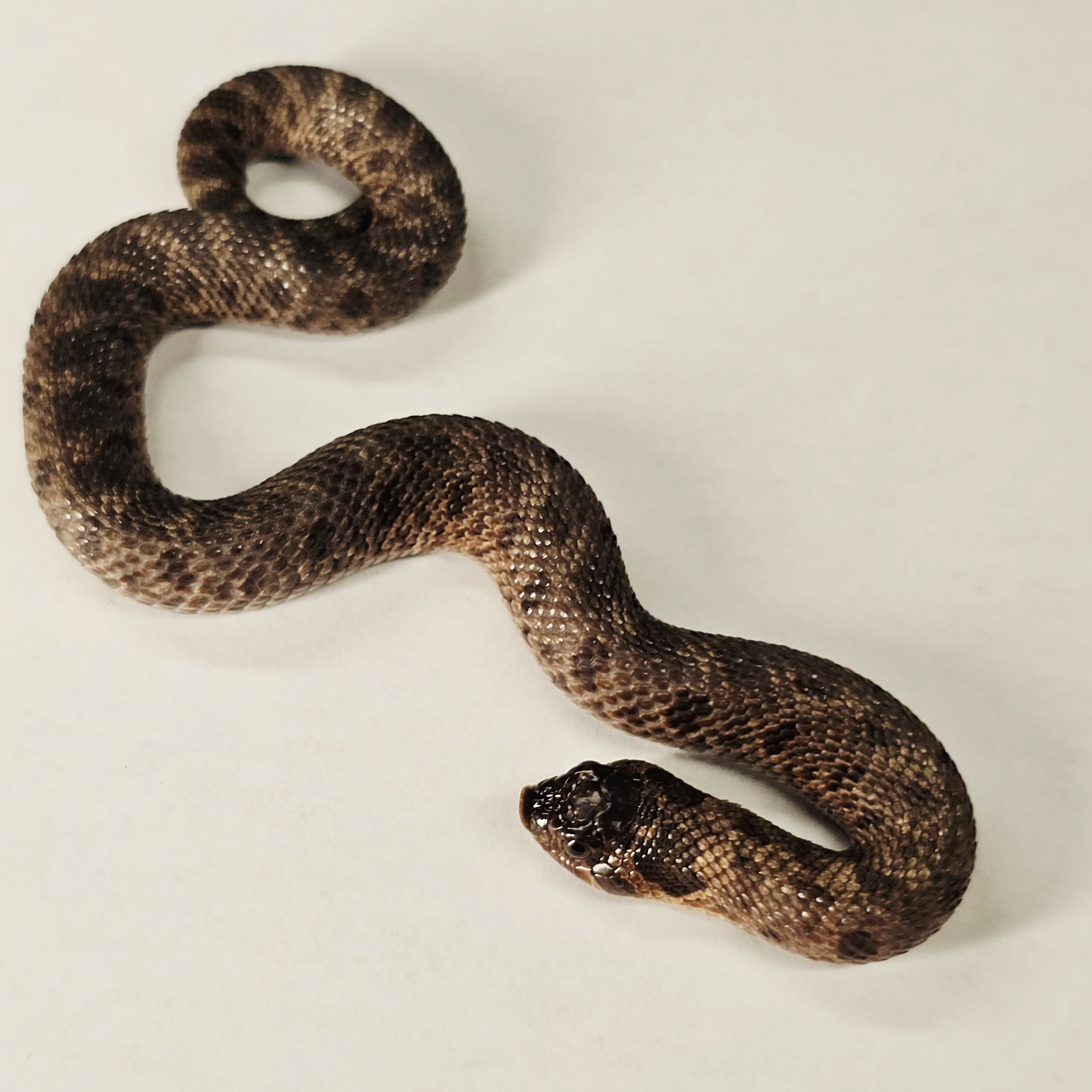 animal image