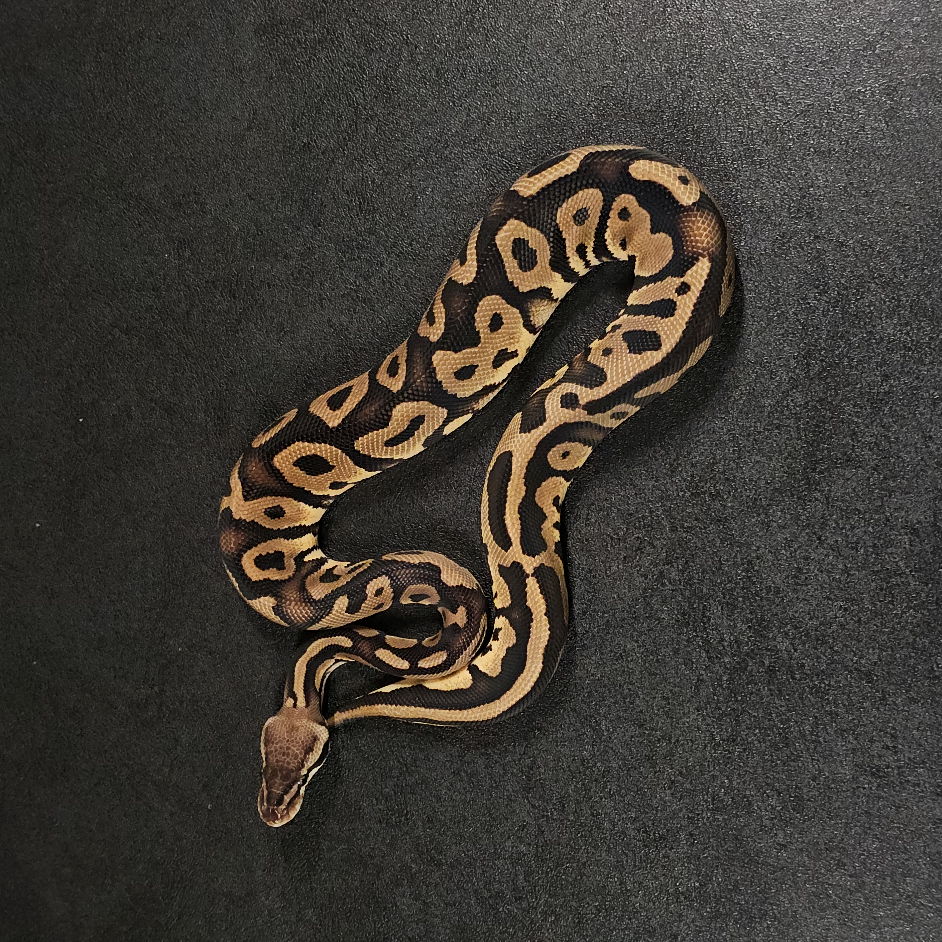 animal image