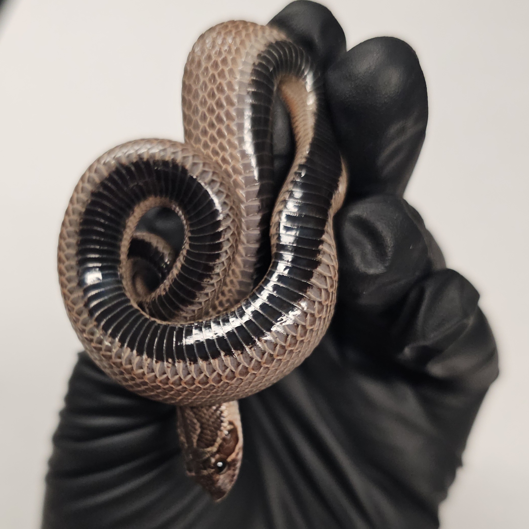 animal image