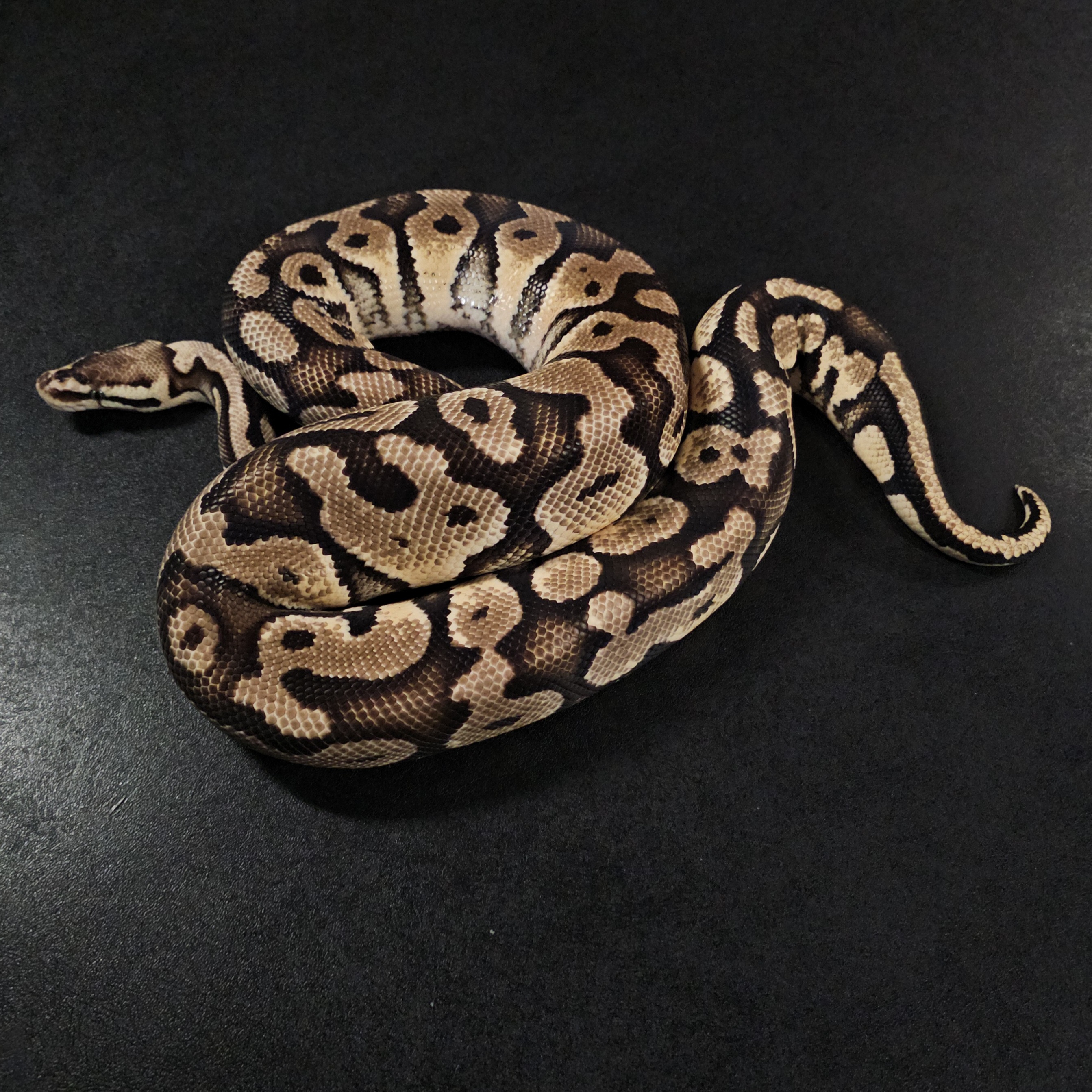 animal image