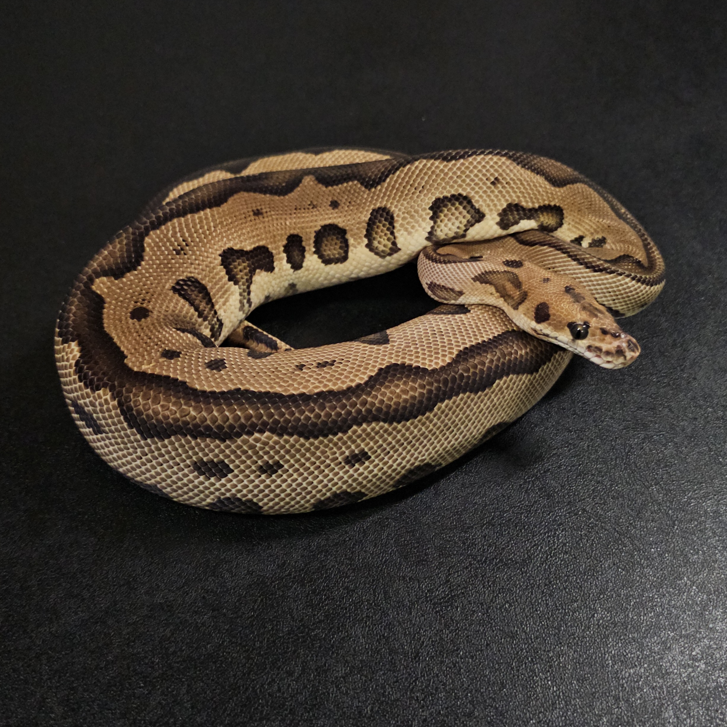 animal image