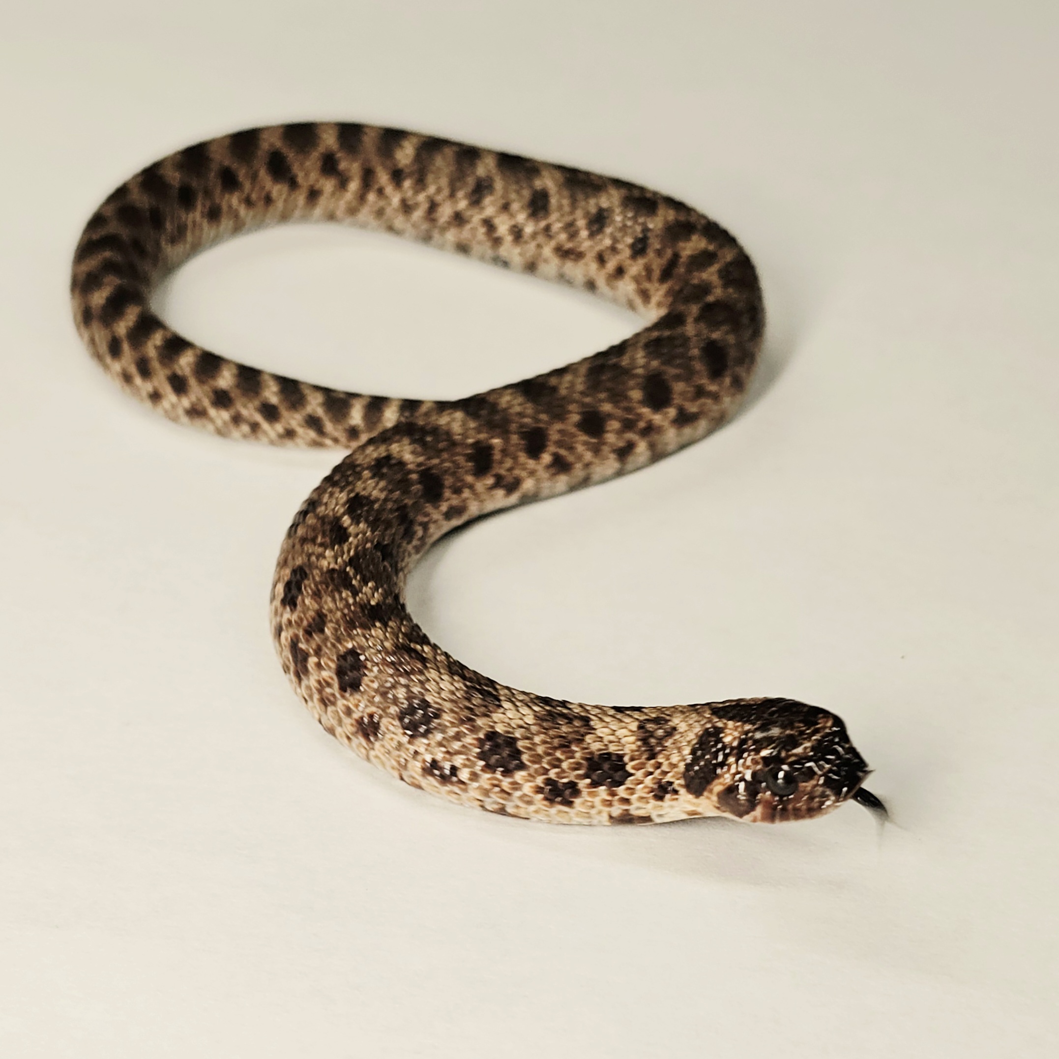 animal image