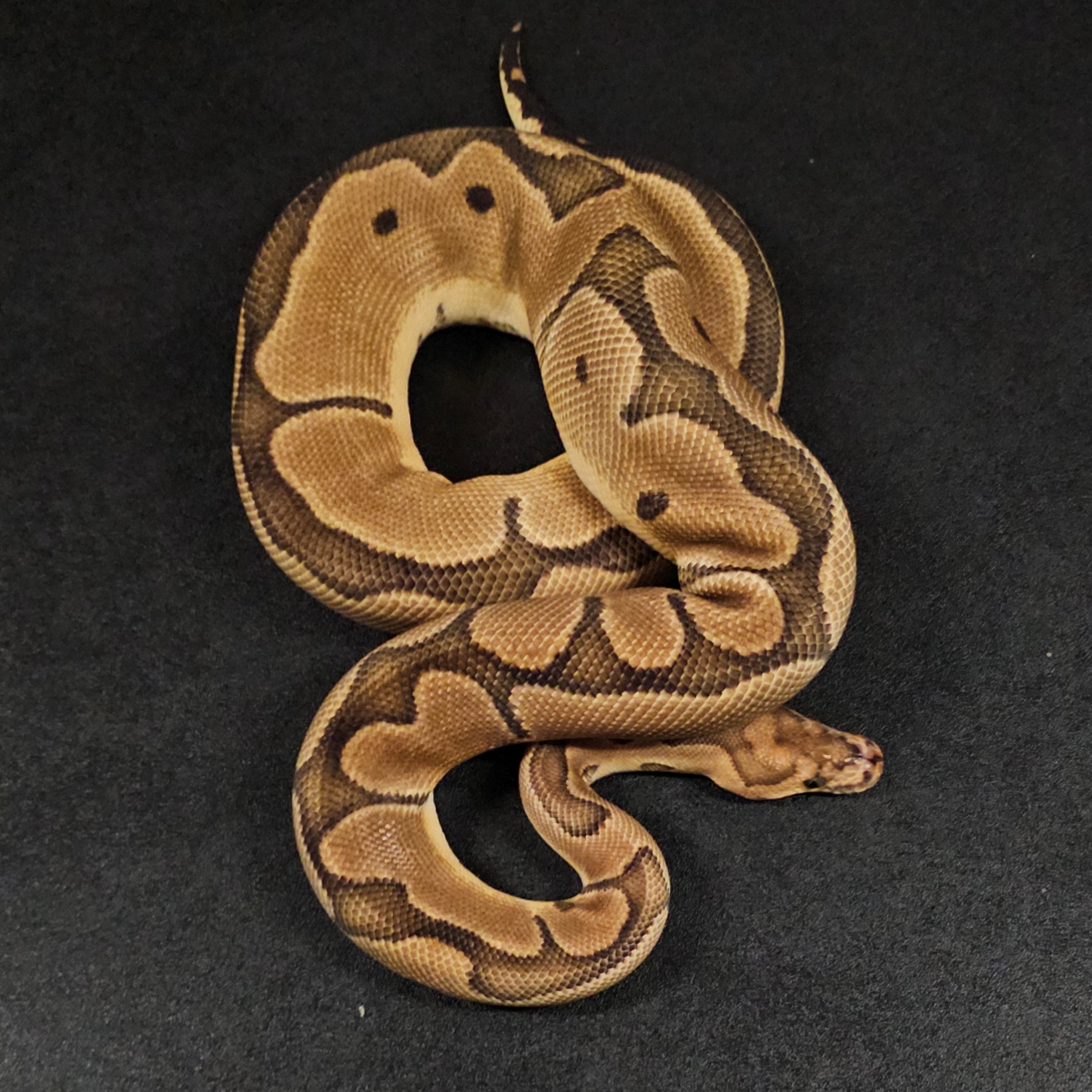 animal image
