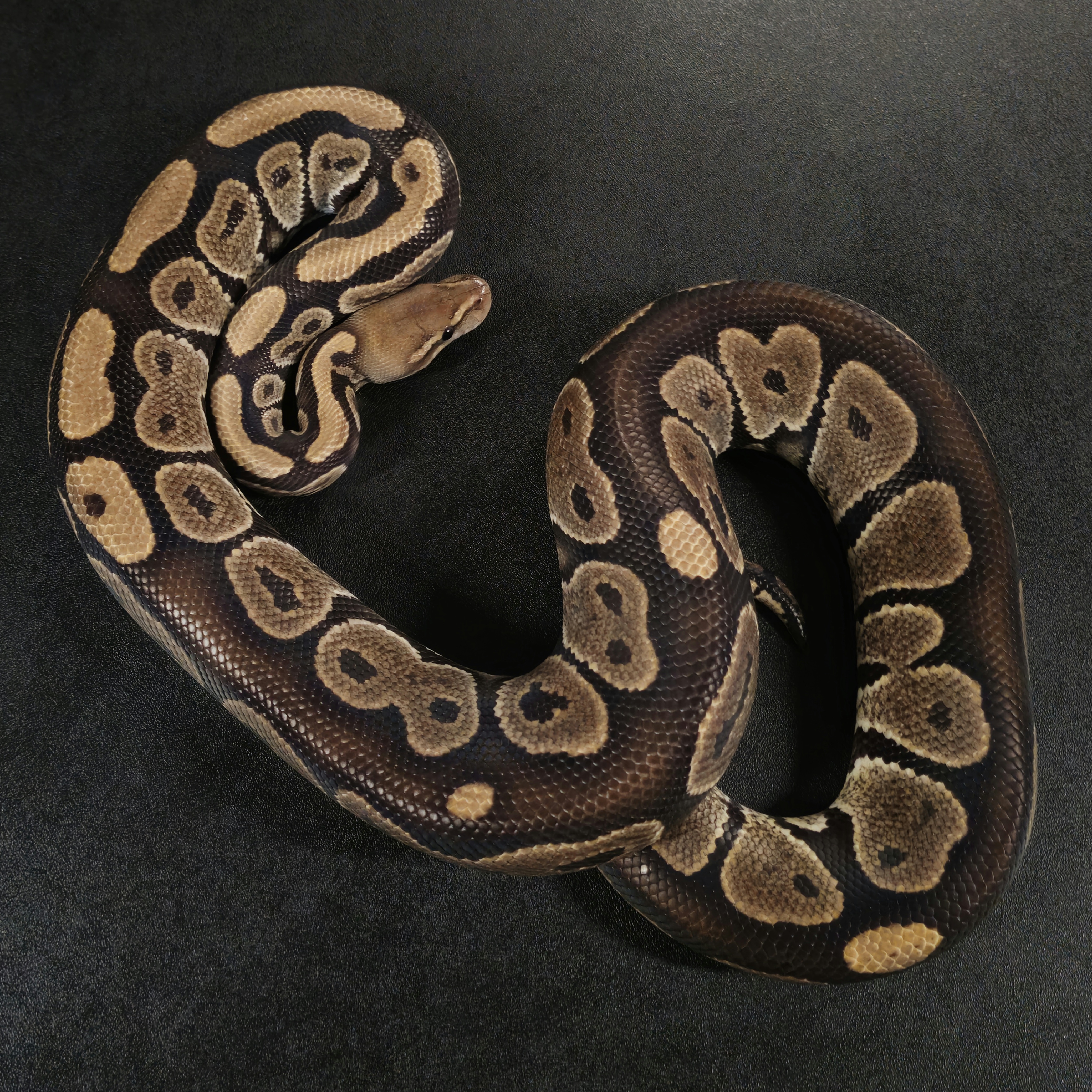 animal image