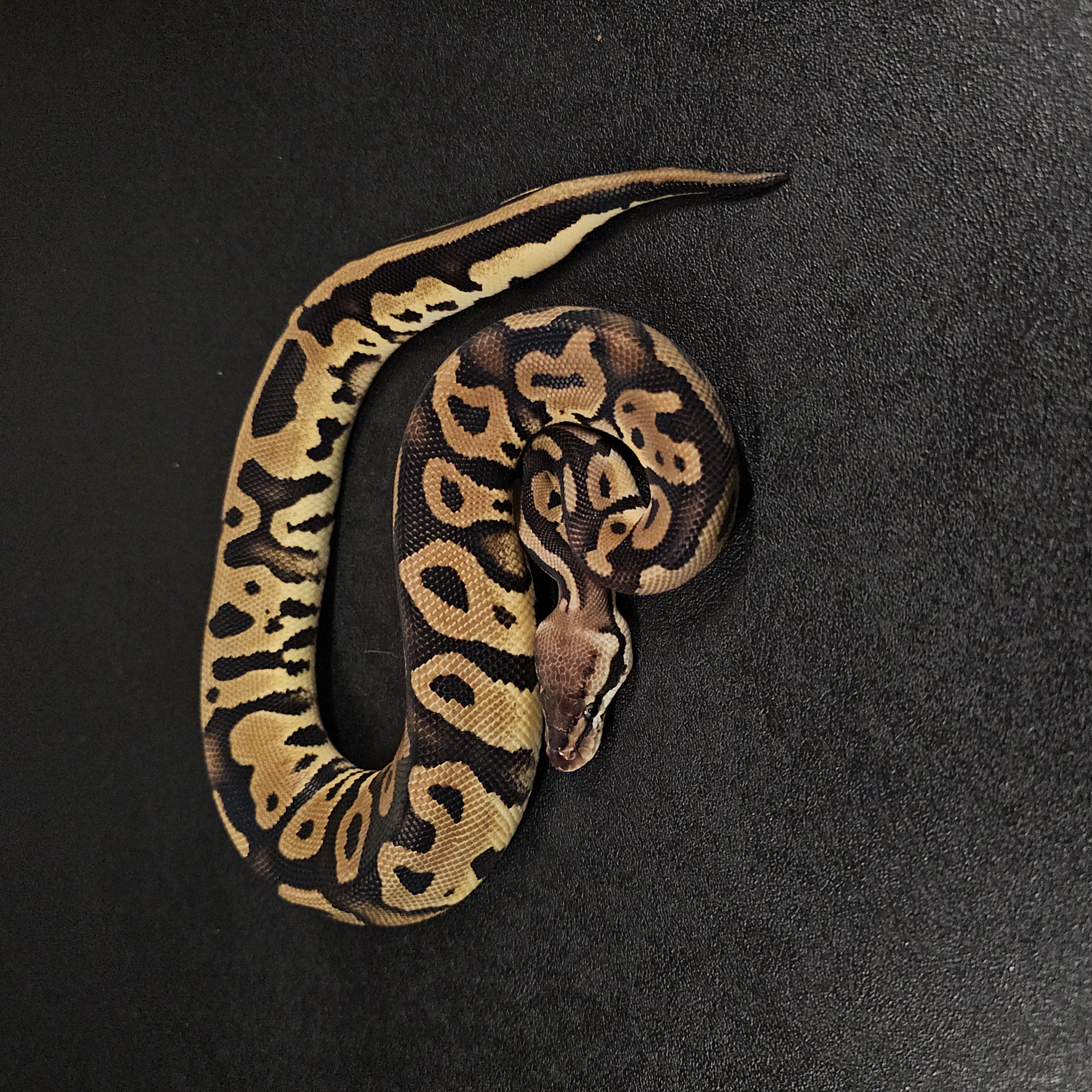 animal image