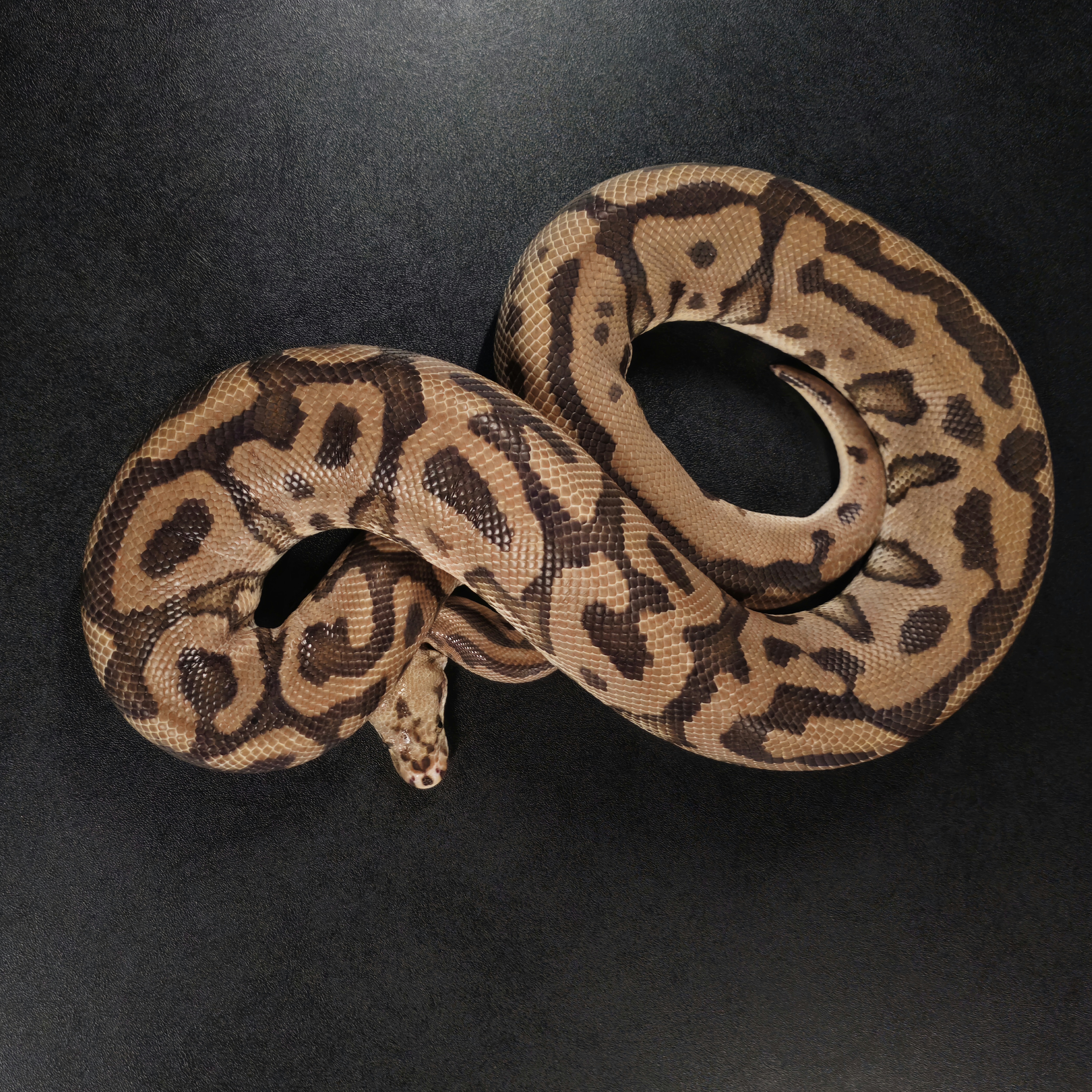 animal image