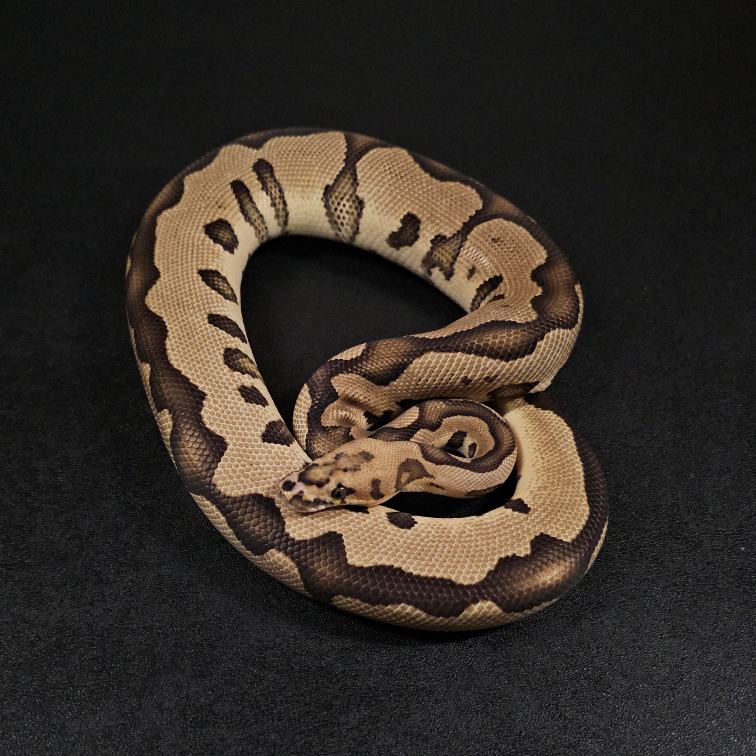 animal image