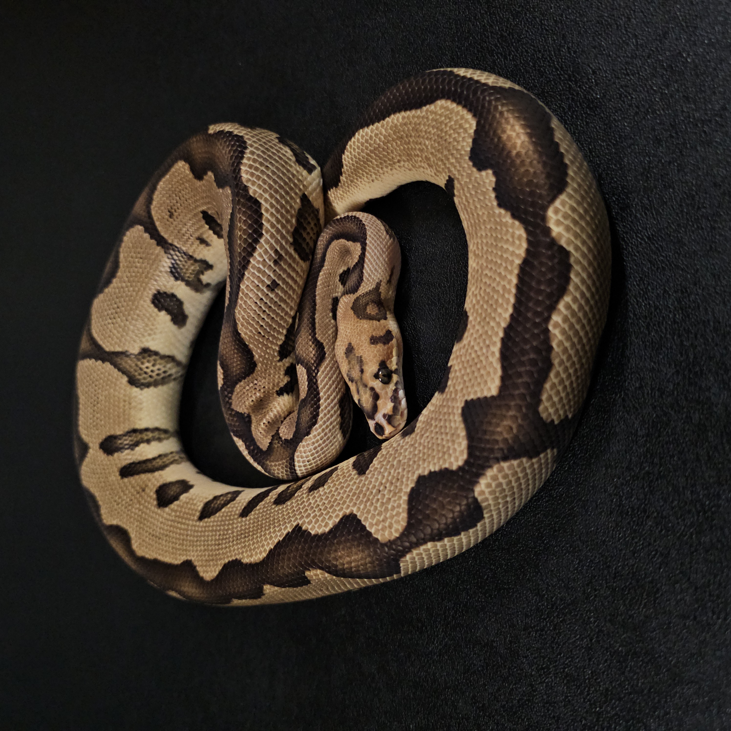 animal image