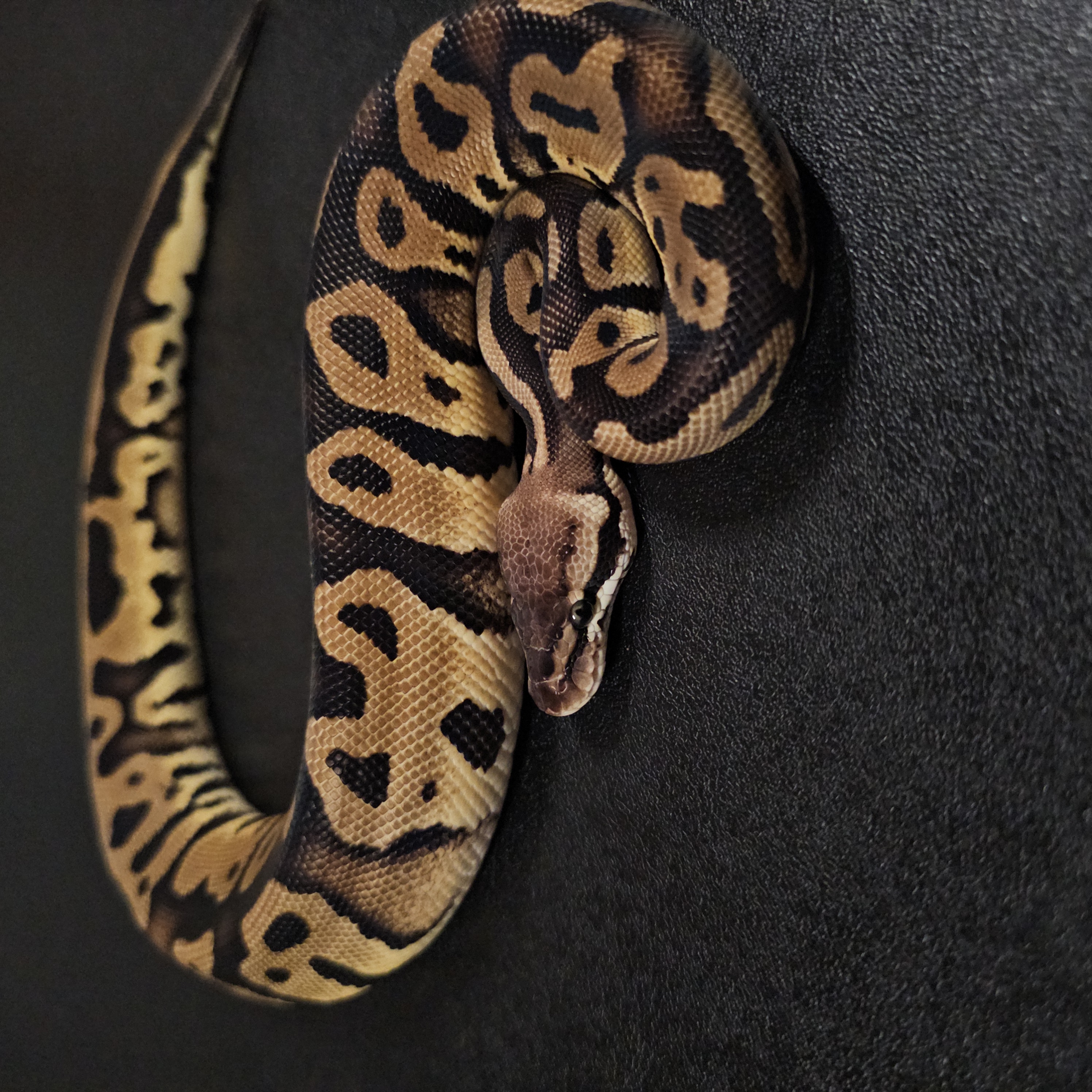 animal image