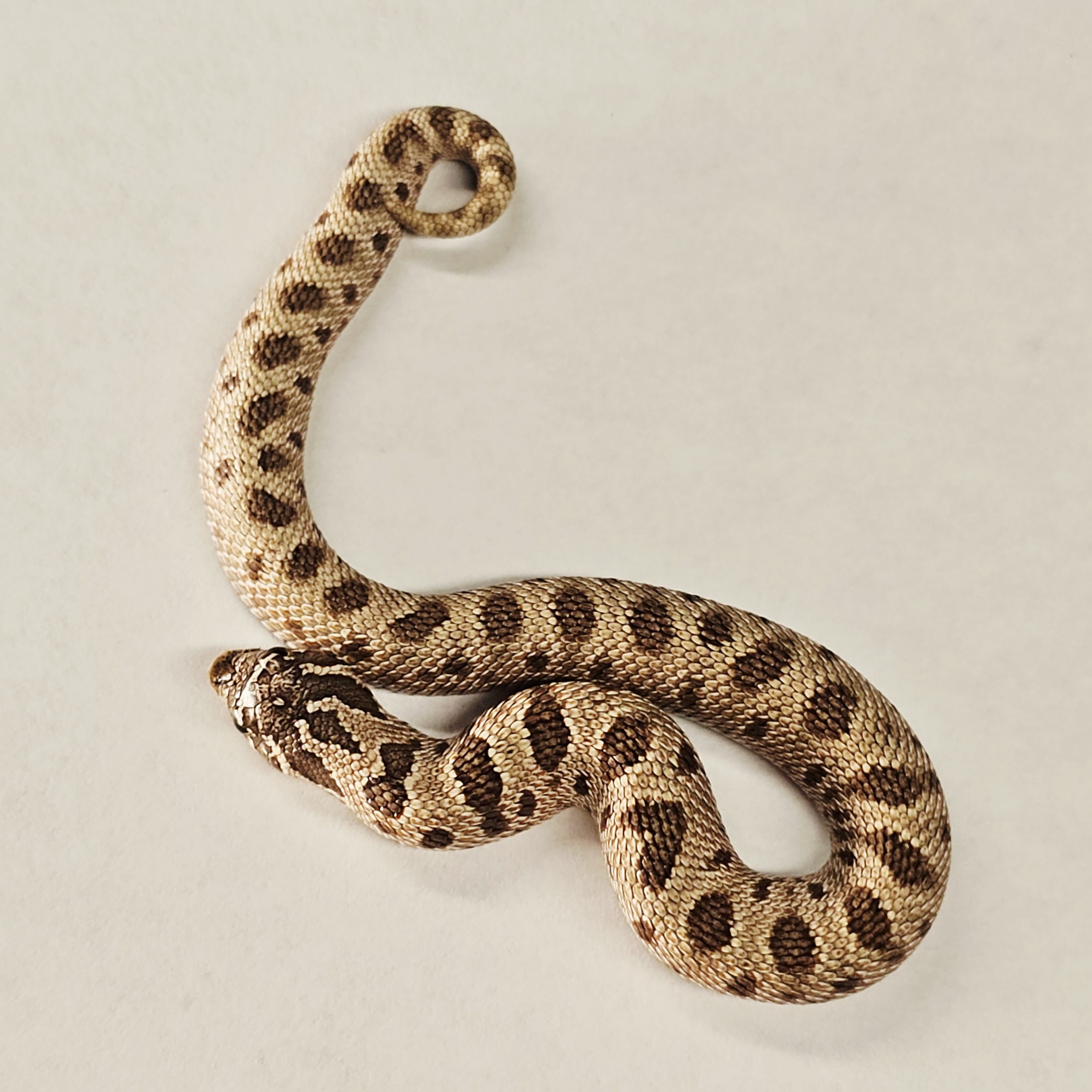 animal image