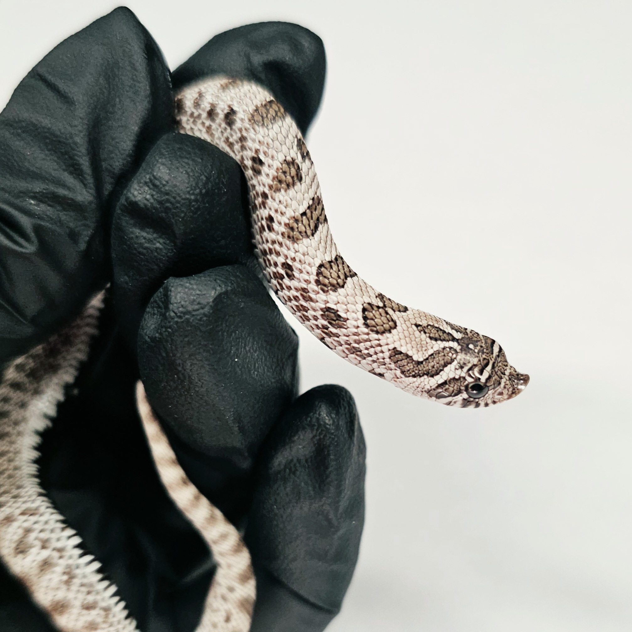 animal image