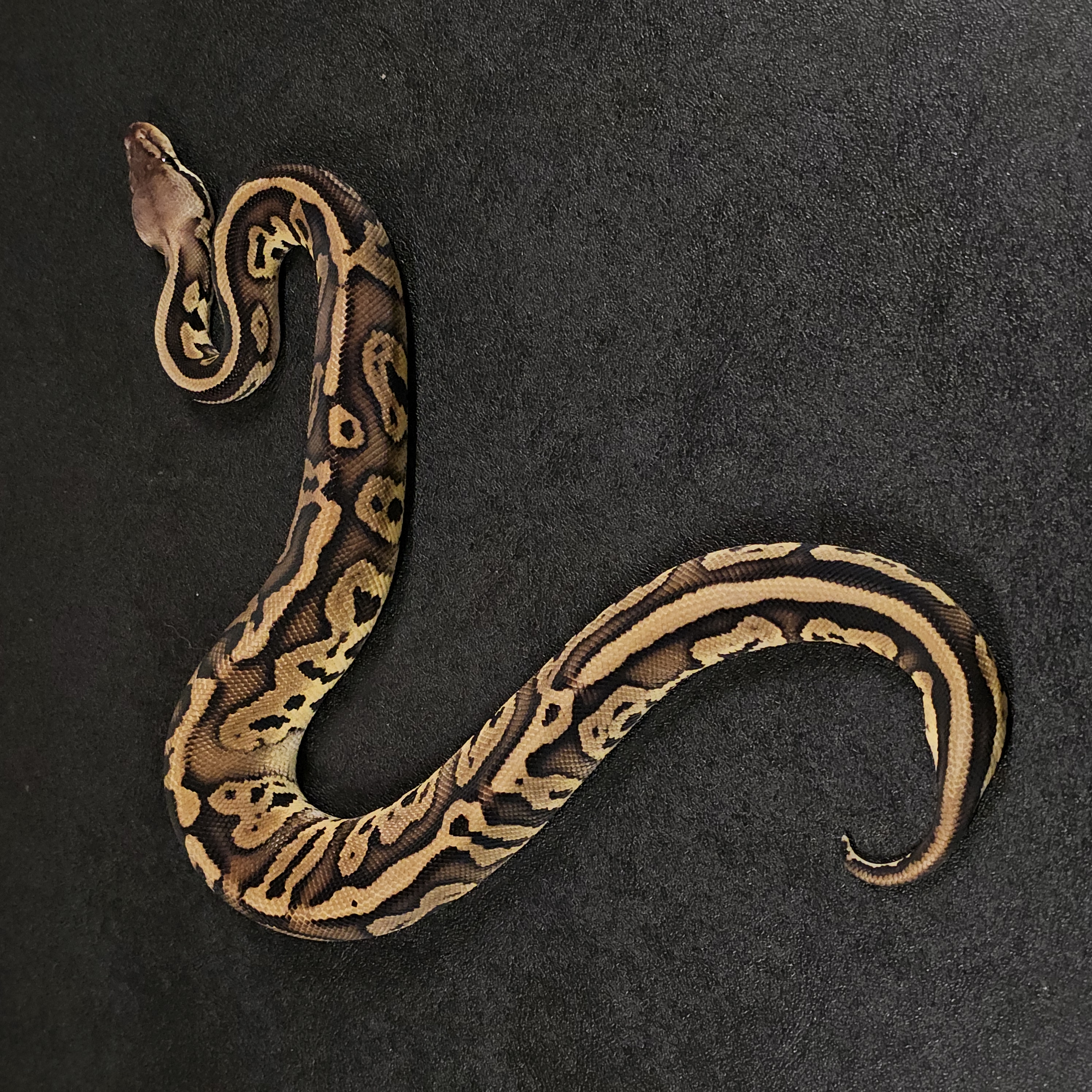 animal image